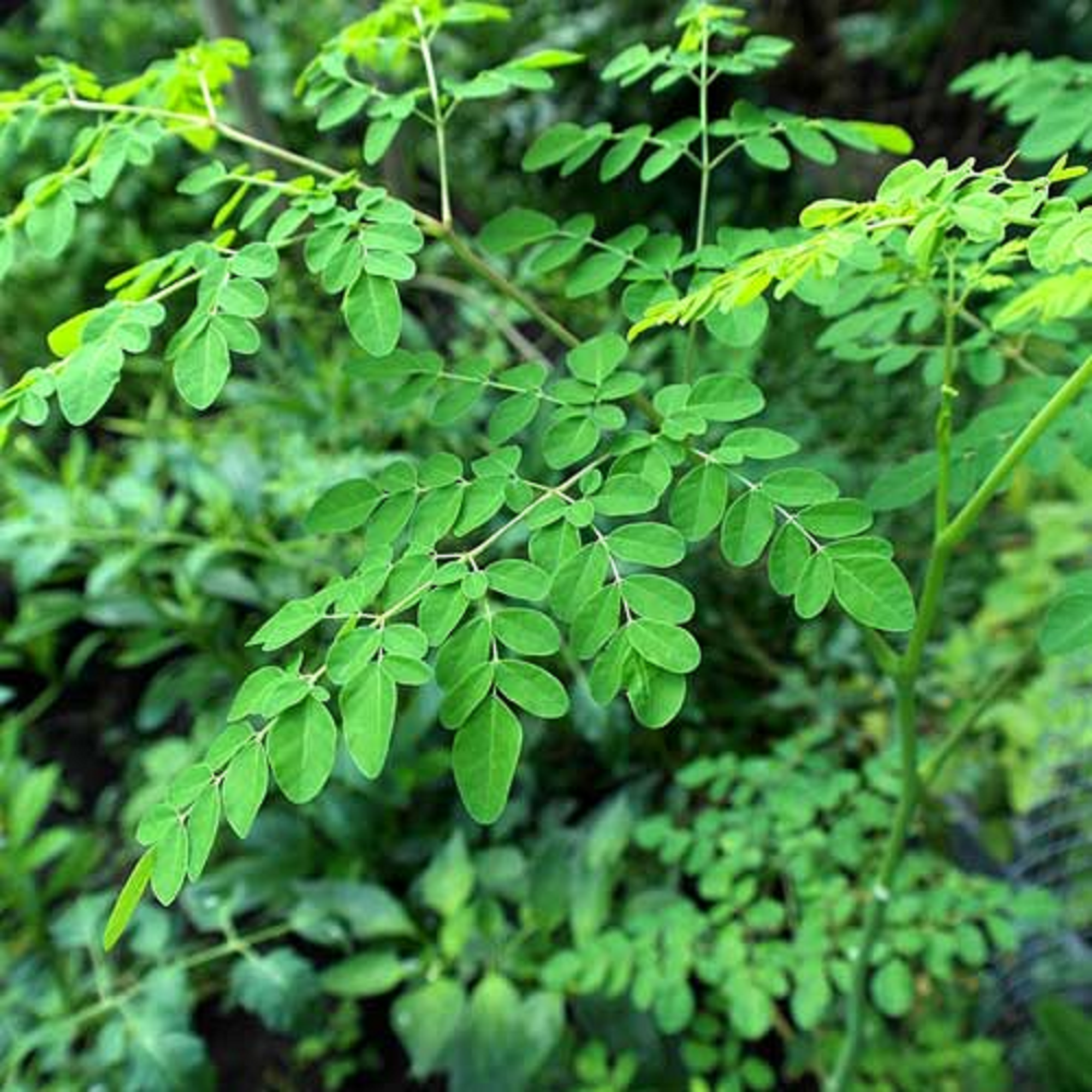 Moringa Plant - Pre Order For June 2024