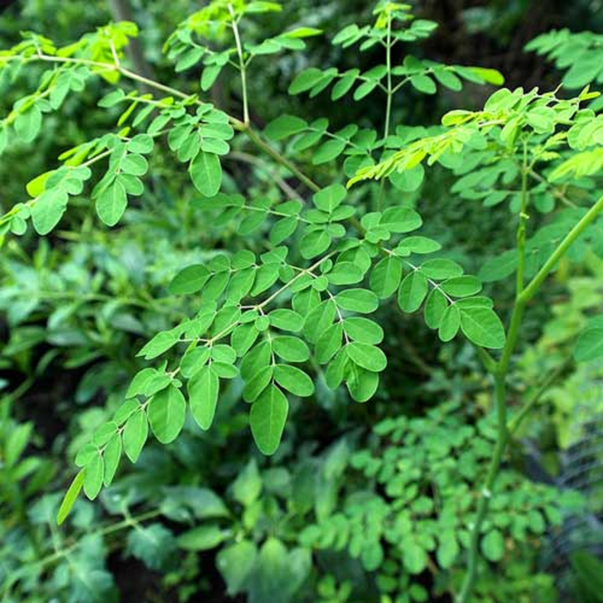 Moringa Tree - Fruit Bearing Unrooted Cuttings - Pre Order For June 2024