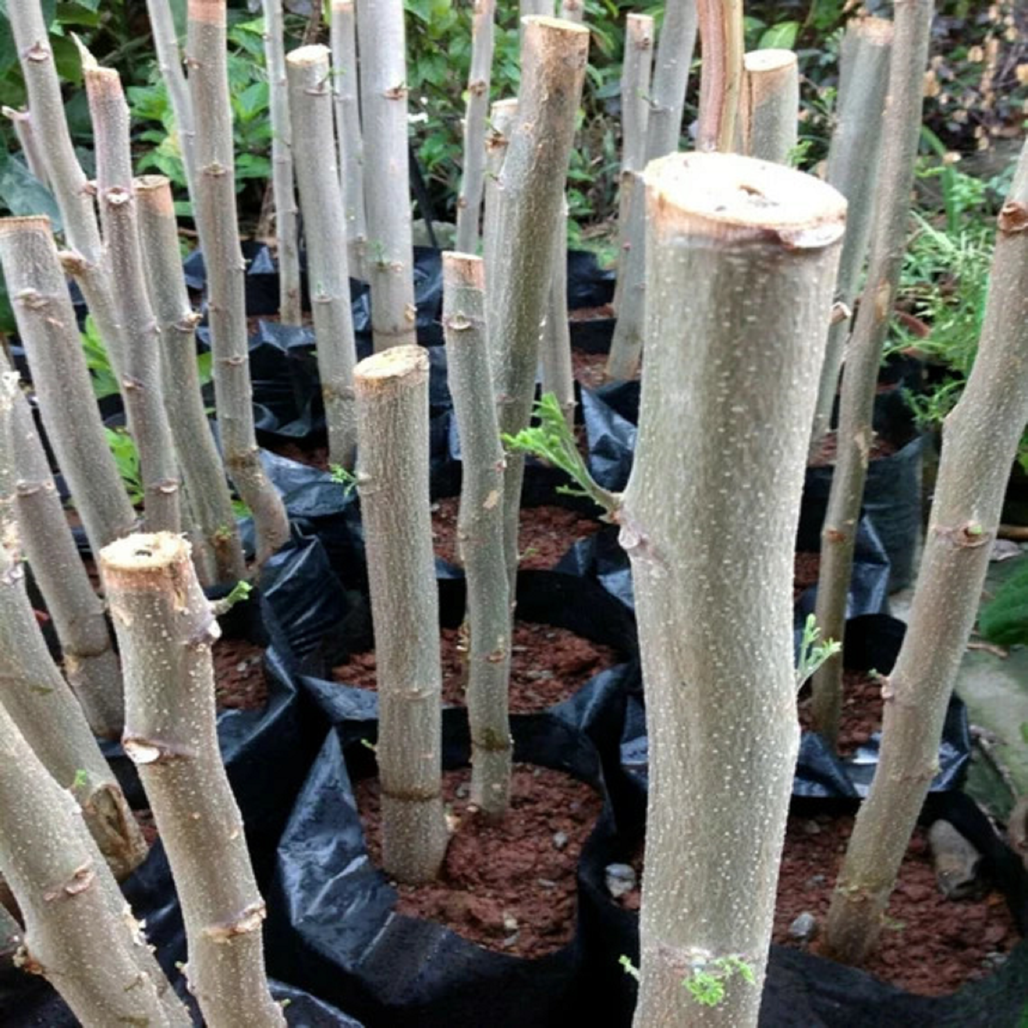 Moringa Tree - Fruit Bearing Unrooted Cuttings ( Pre-Order for May 2026 )