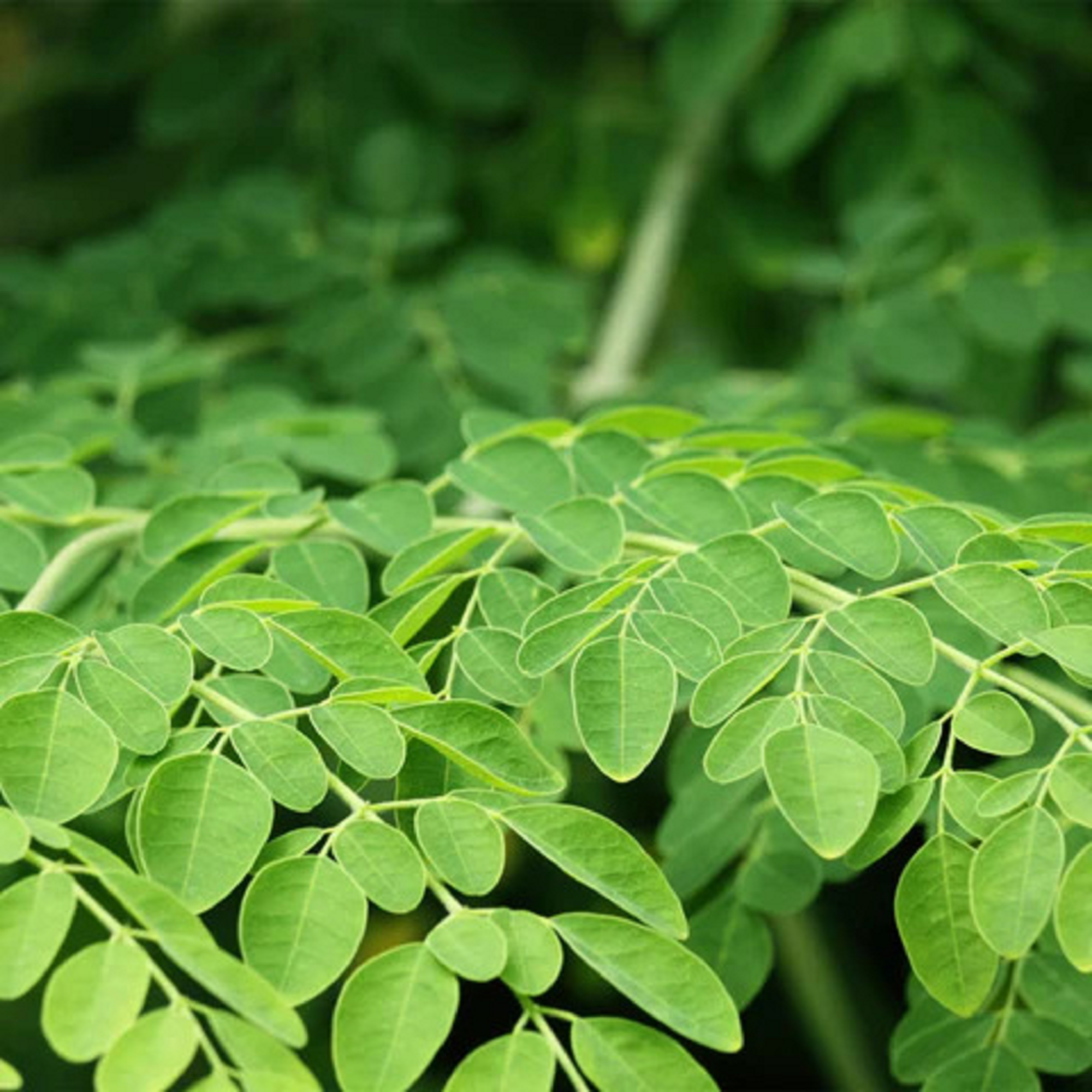 Fresh Moringa Leaves ( Pre-Order for May 2026 )