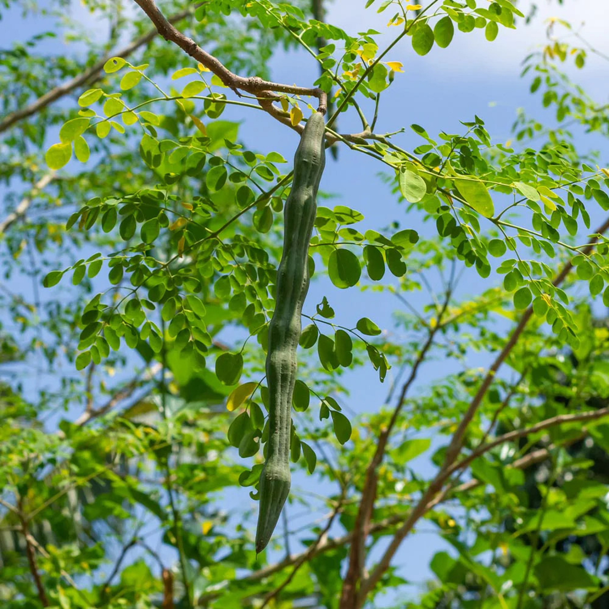 Moringa Plant ( Pre-Order for May 2026 )