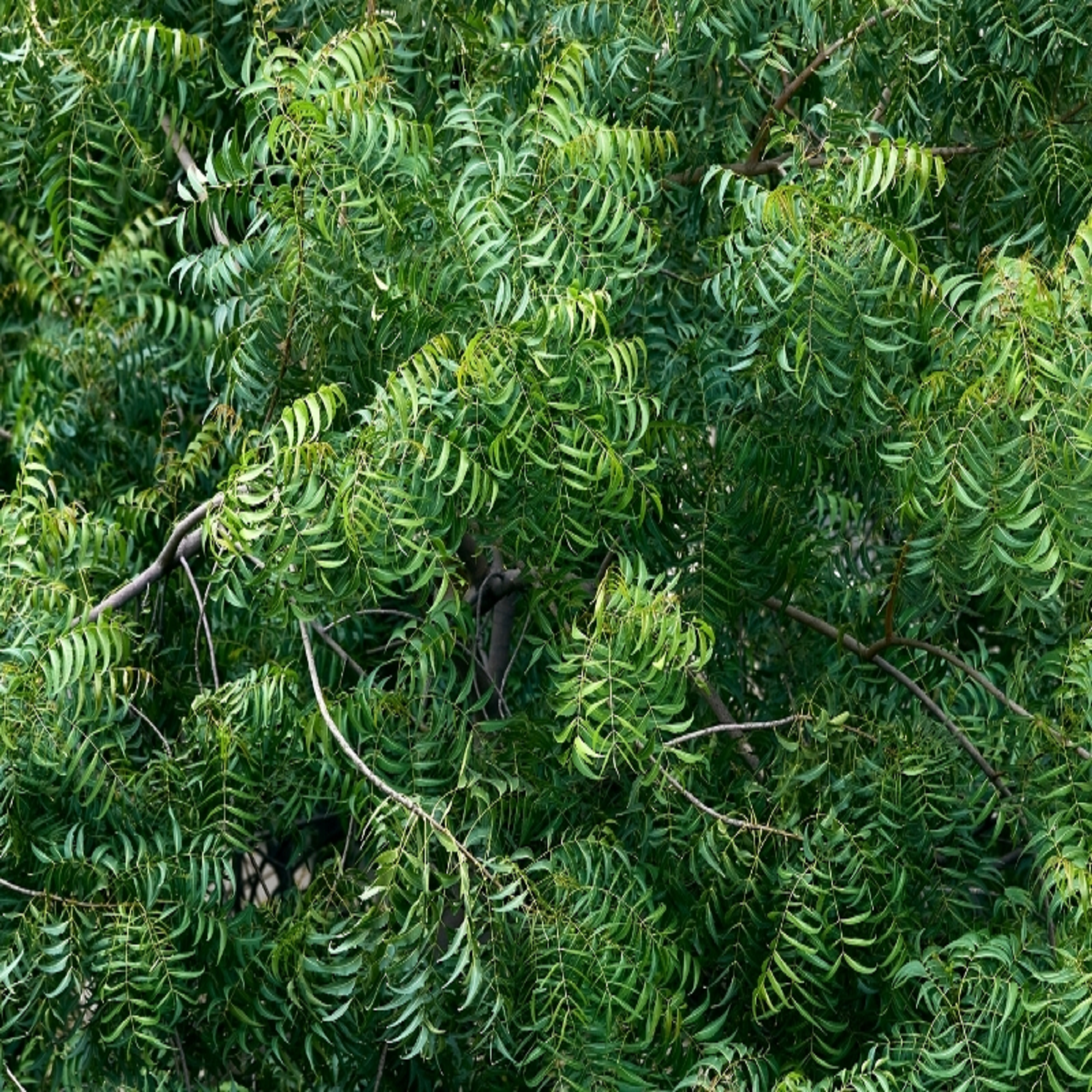 Neem Plant