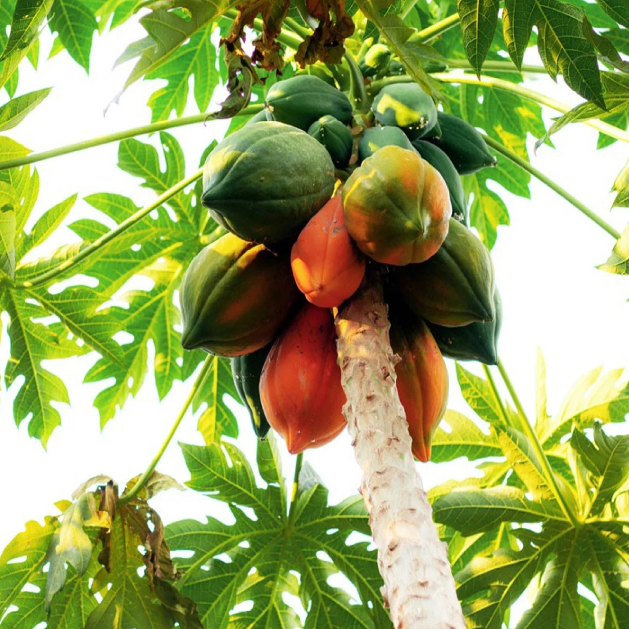 Papaya Plant ( Buy 1 Get 1 Free ) ( Pre-Order for May 2026 )