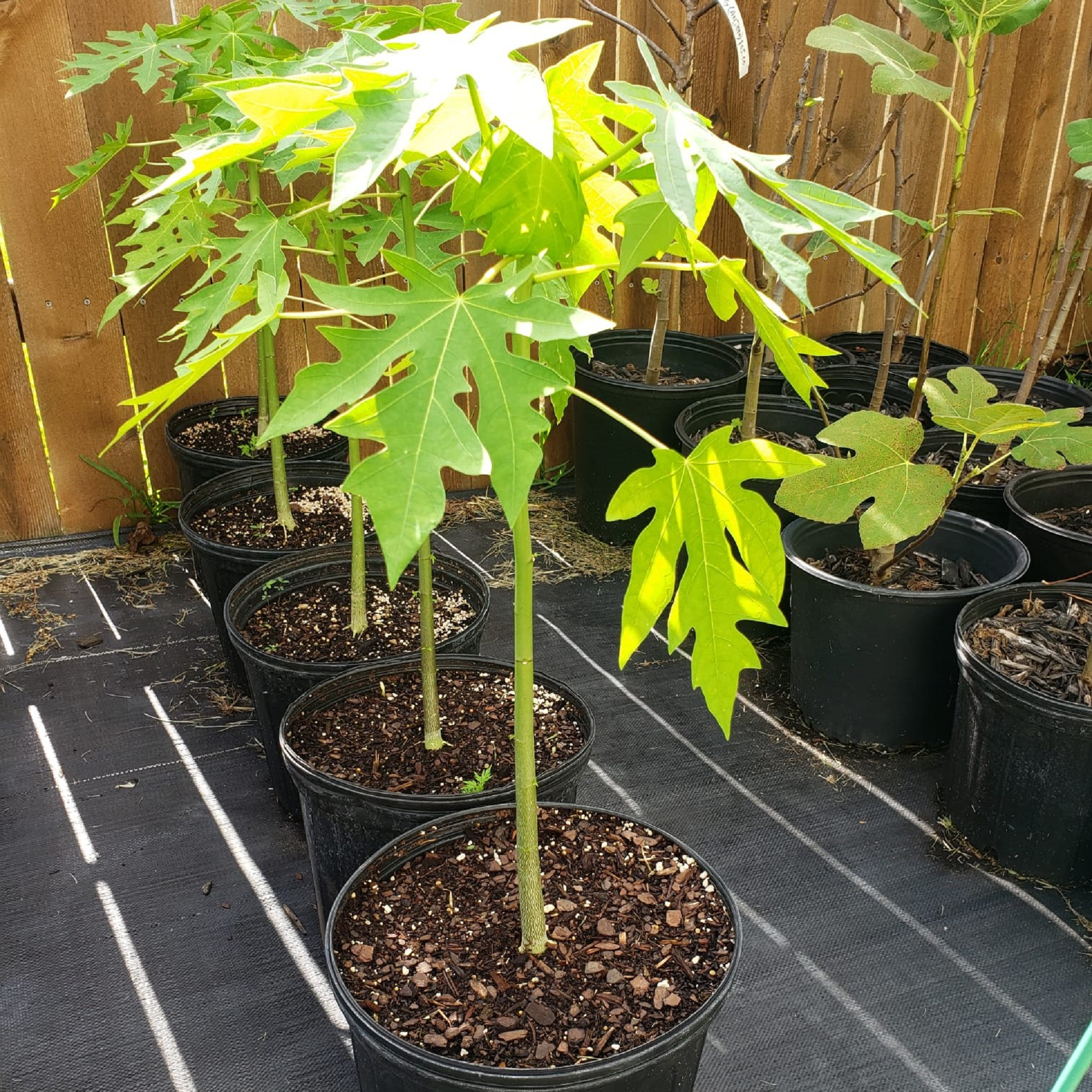 Papaya Plant ( Buy 1 Get 1 Free ) ( Pre-Order for May 2026 )