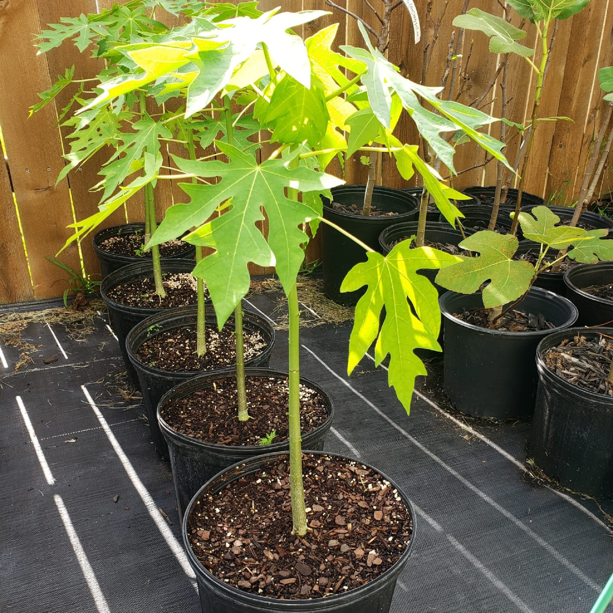 Papaya Plant - Pre Order for May 2024