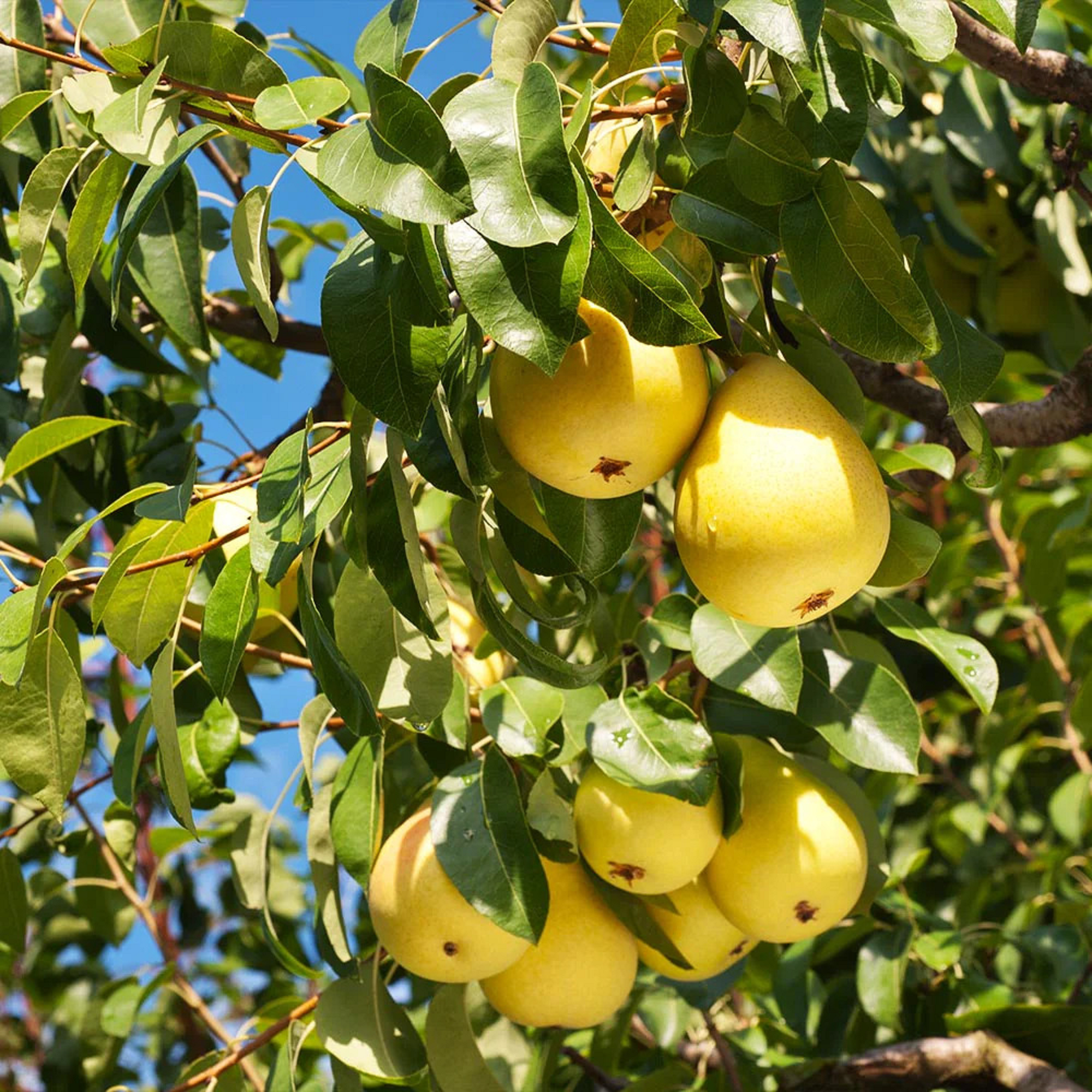 Pear Tree - Unrooted Cuttings ( Pre-Order for May 2026 )