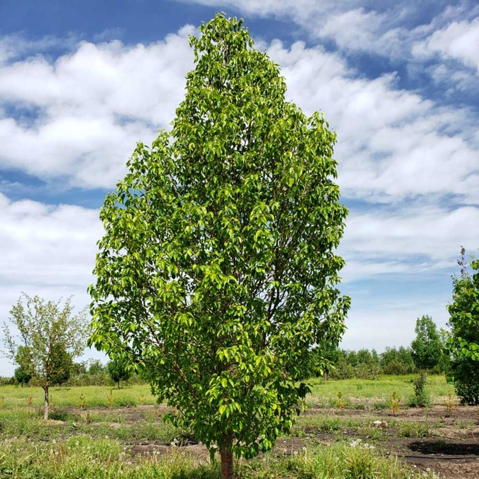 Pear Tree - Unrooted Cuttings ( Pre-Order for May 2026 )