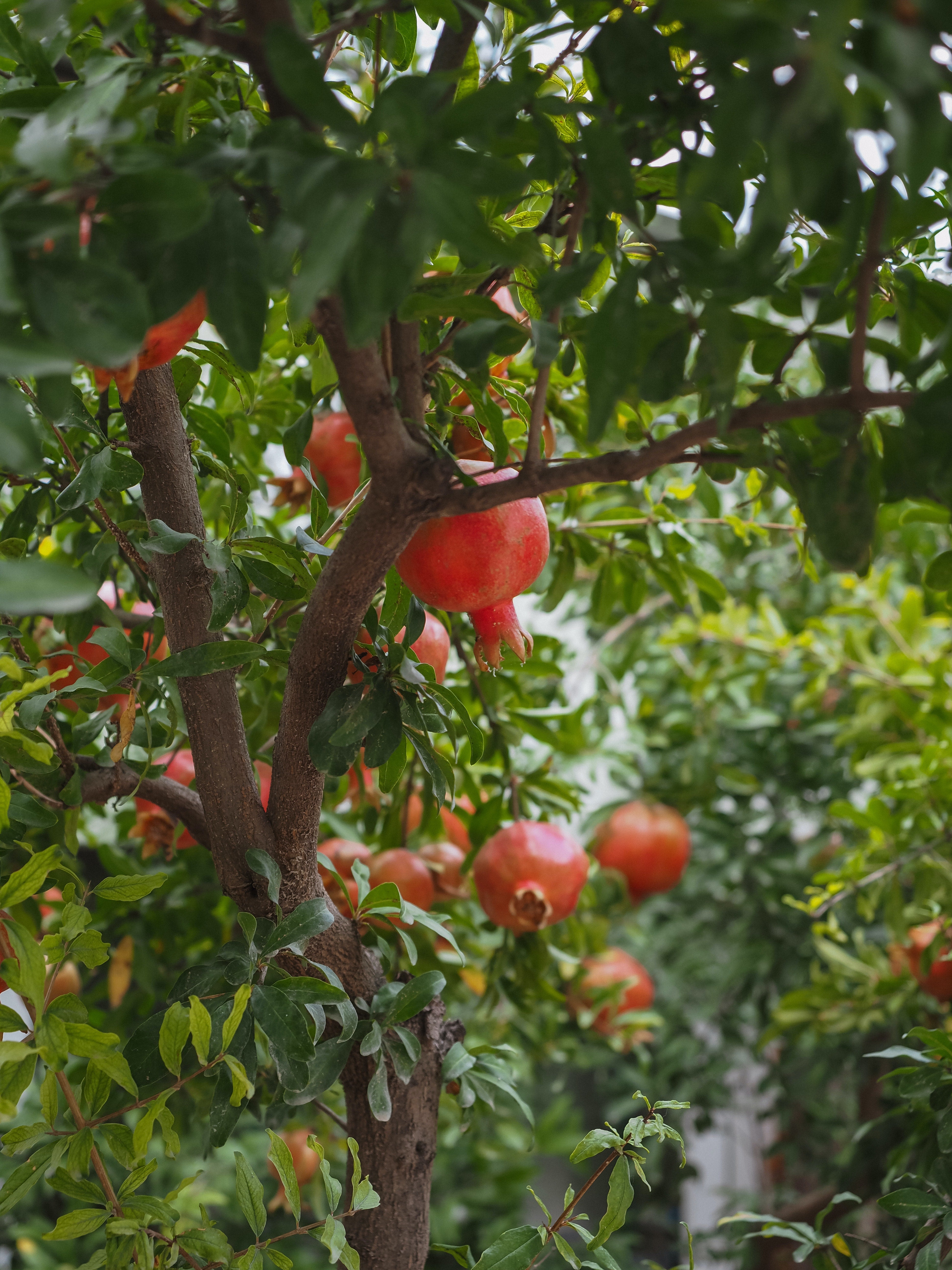 Wonderful Pomegranate Plant