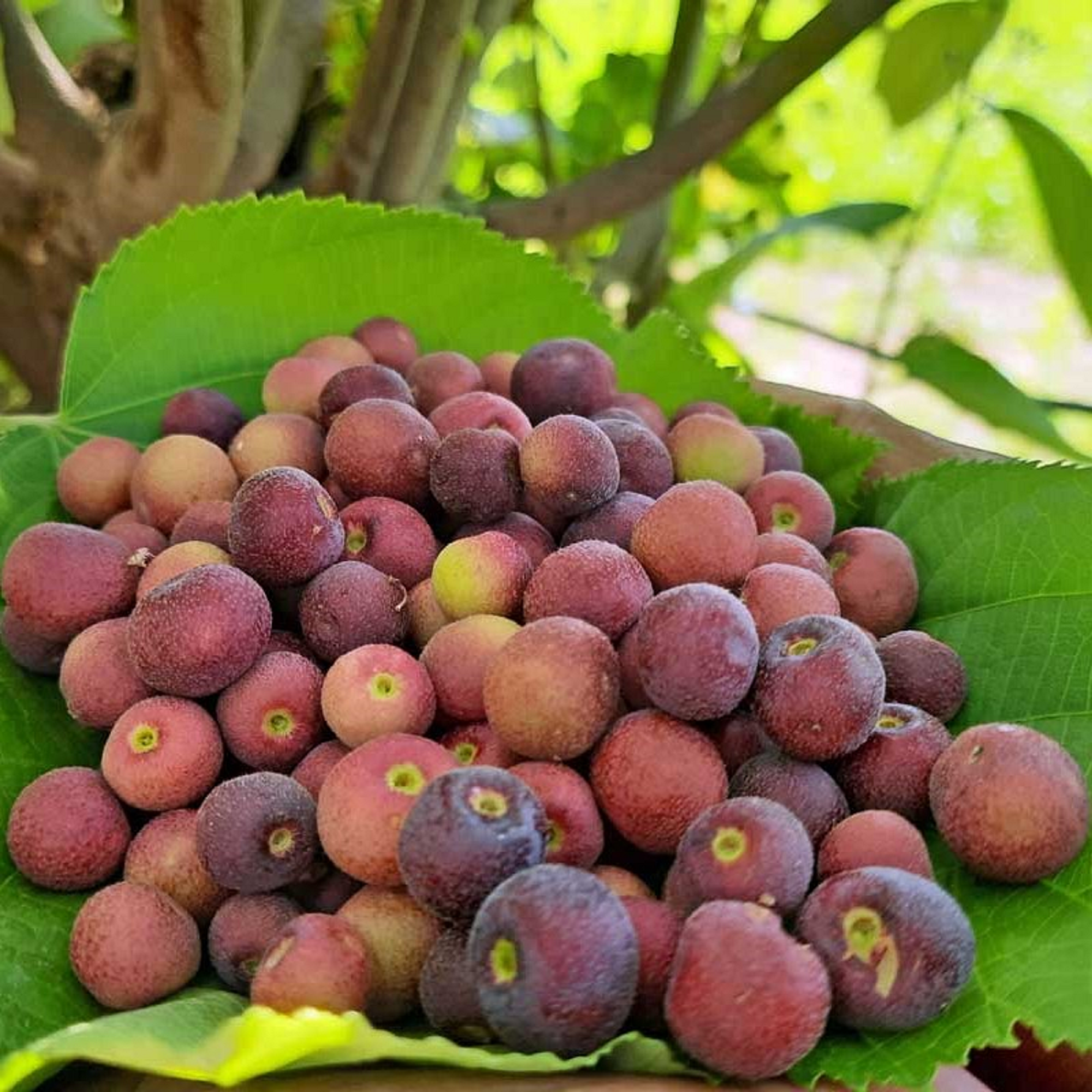 Phalsa Plant ( Pre-Order for May 2026 )
