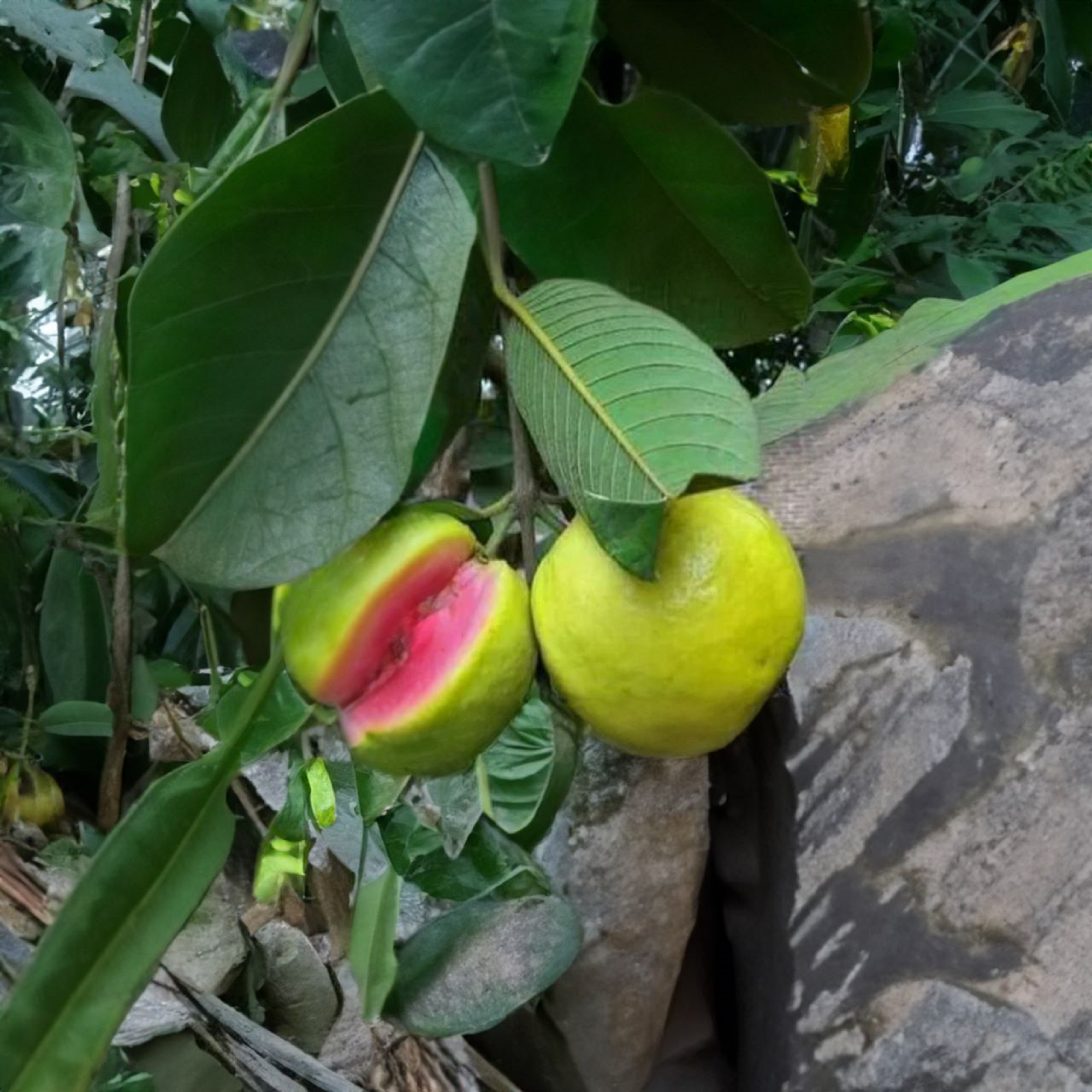 Pink Guava Plant ( Pre-Order for May 2026 )