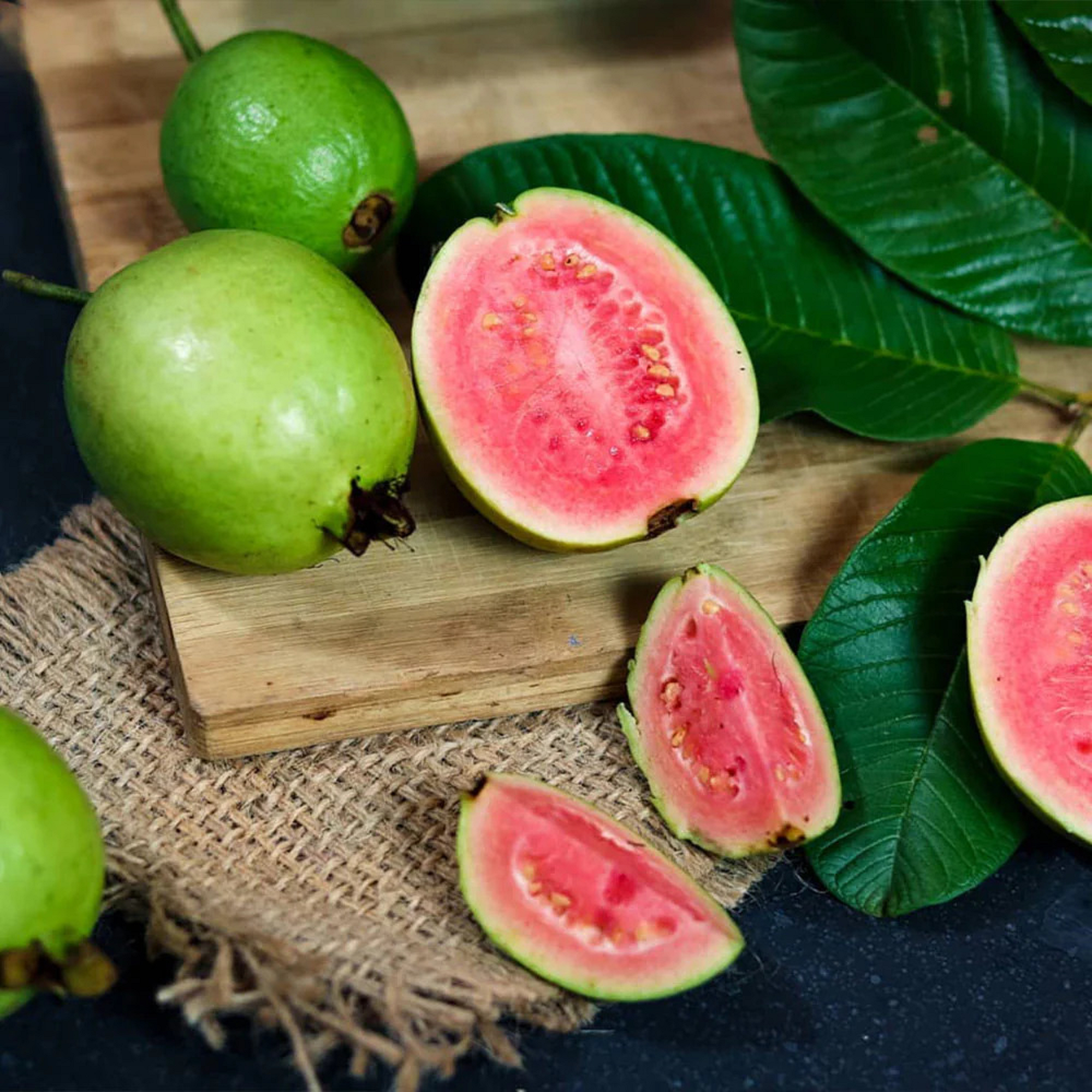 Pink Guava Plant ( Pre-Order for May 2026 )