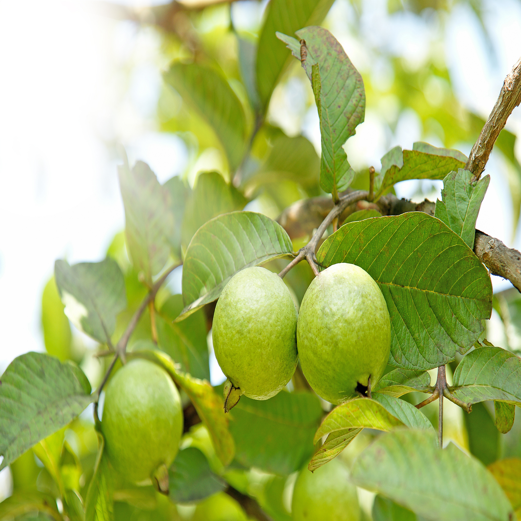 Pink Guava Plant ( Pre-Order for May 2026 )