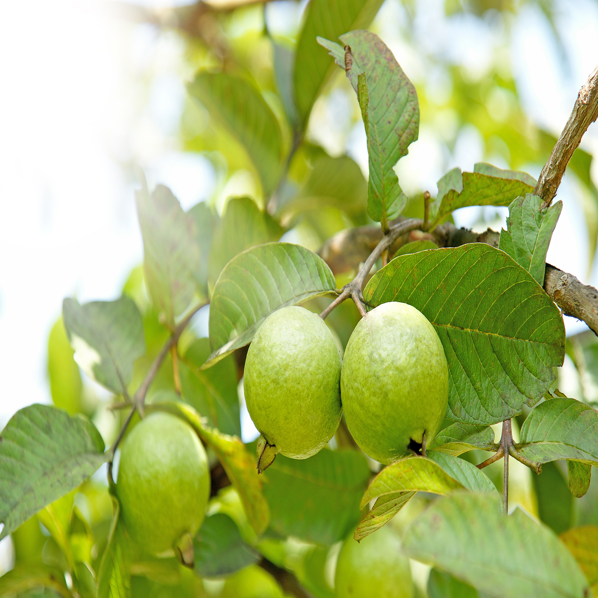 Pink Guava Plant