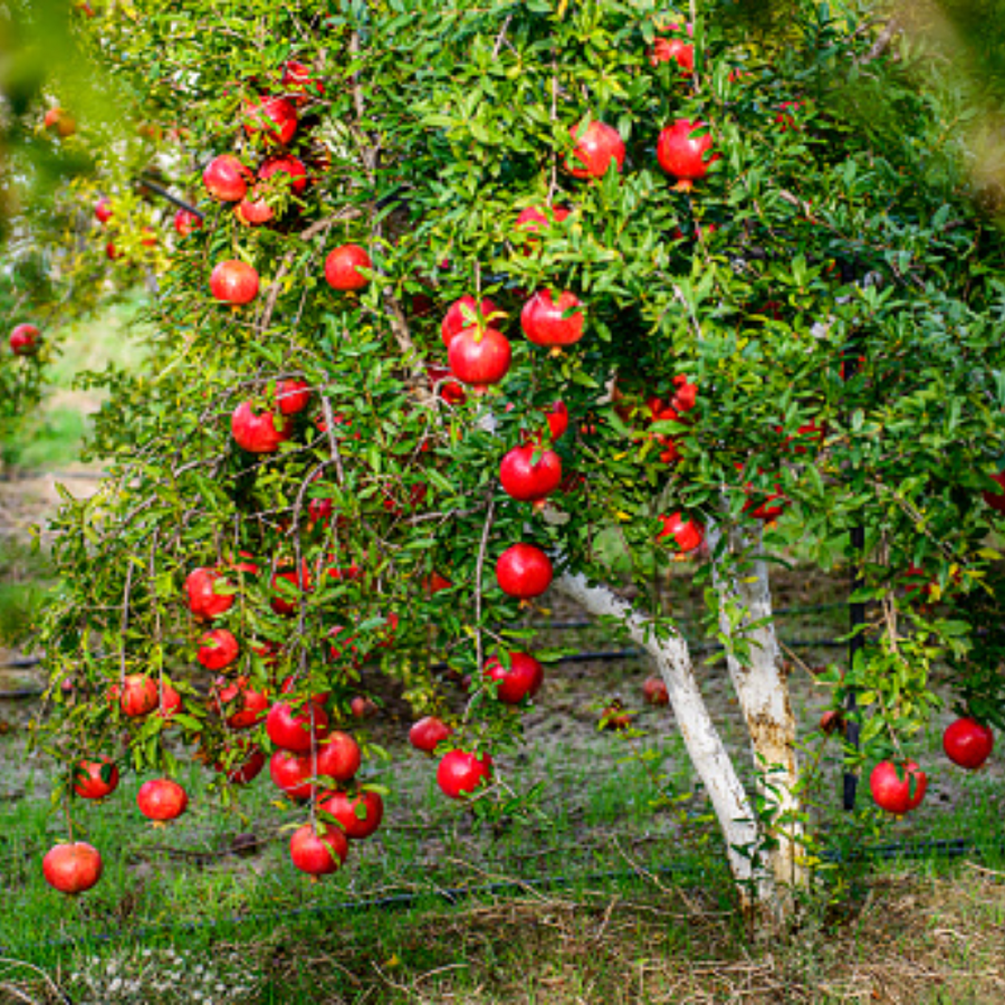 Wonderful Pomegranate Plant ( Pre-Order for May 2026 )