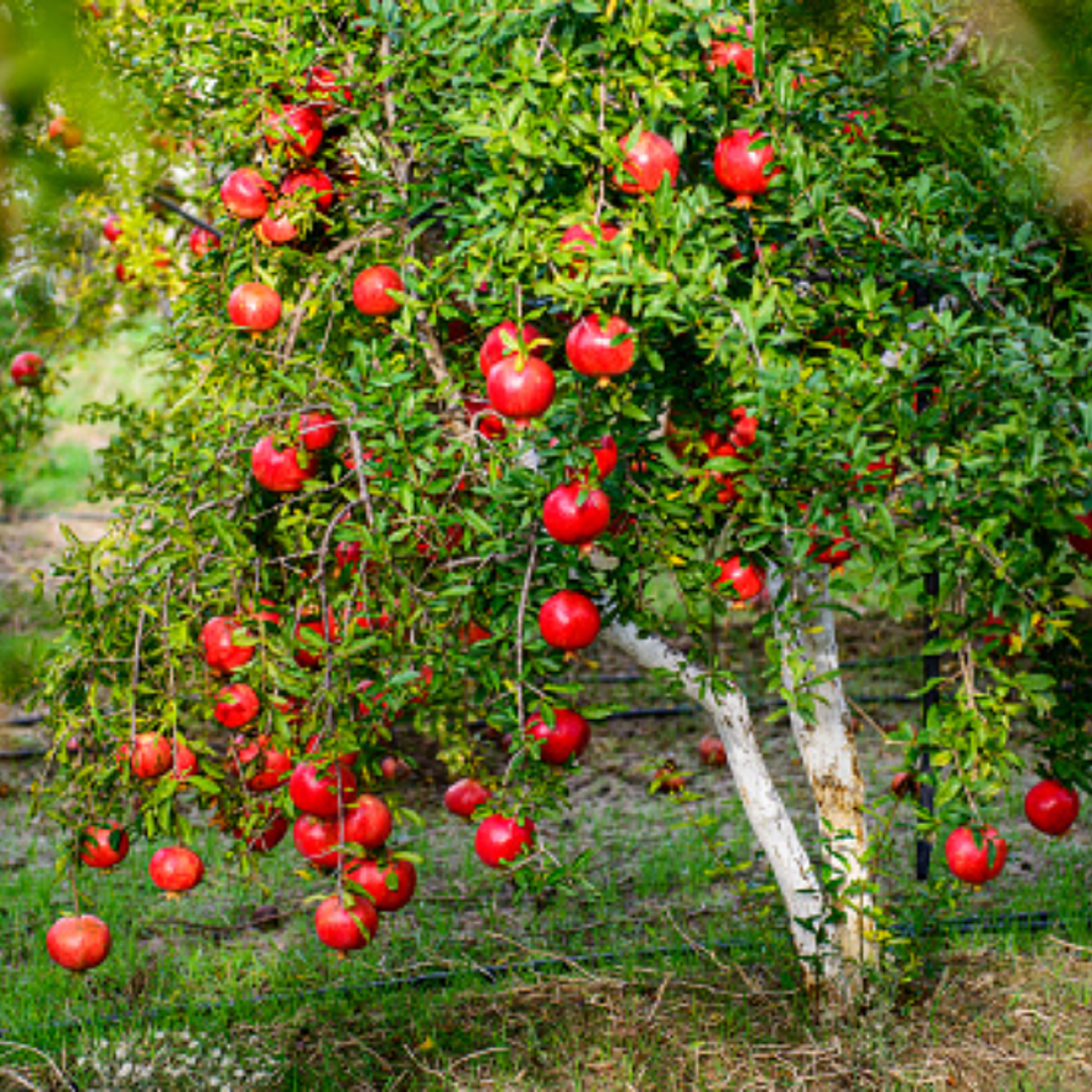 Wonderful Pomegranate Plant