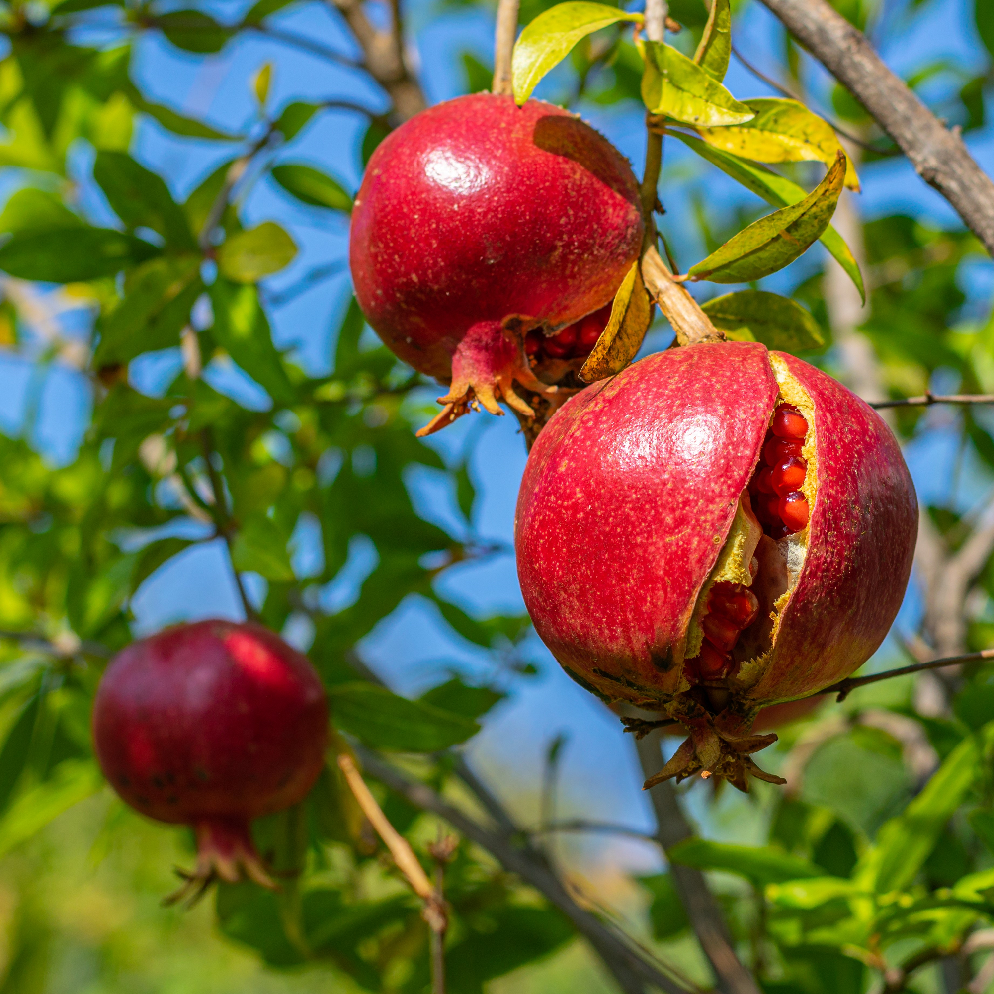 Wonderful Pomegranate Plant ( Pre-Order for May 2026 )