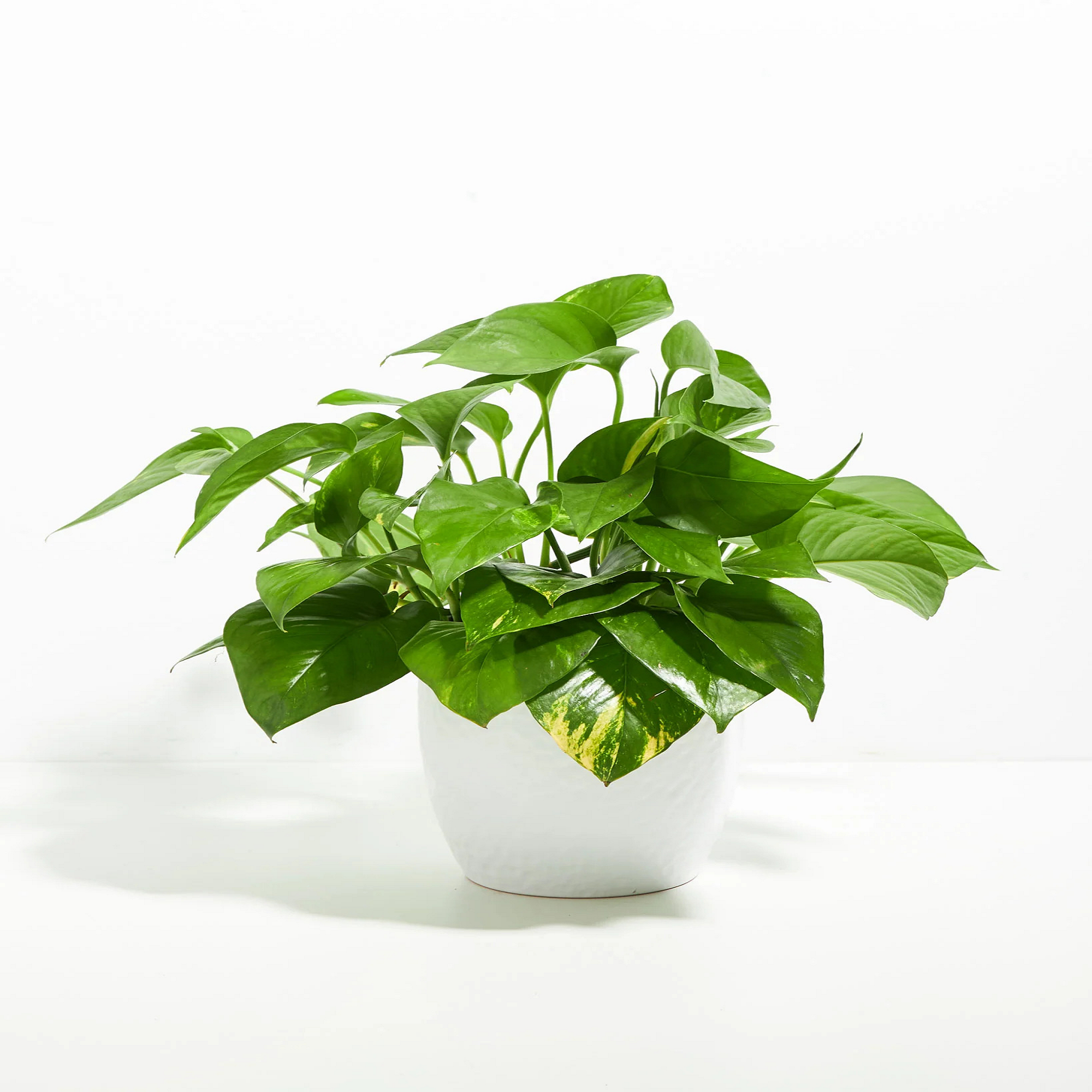 Pothos Plant