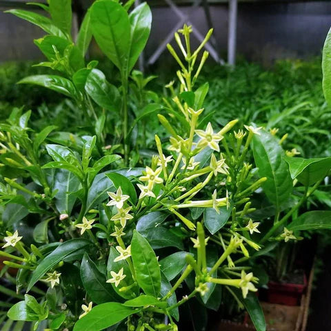 Raat ki Raani Plant ( Pre-Order for May 2026 )