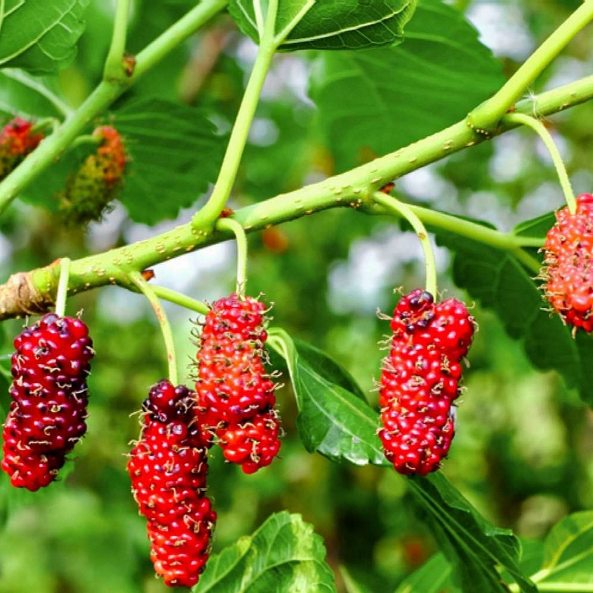 Red Mulberry - Fruit Bearing Unrooted Cuttings ( Pre-Order for May 2026 )