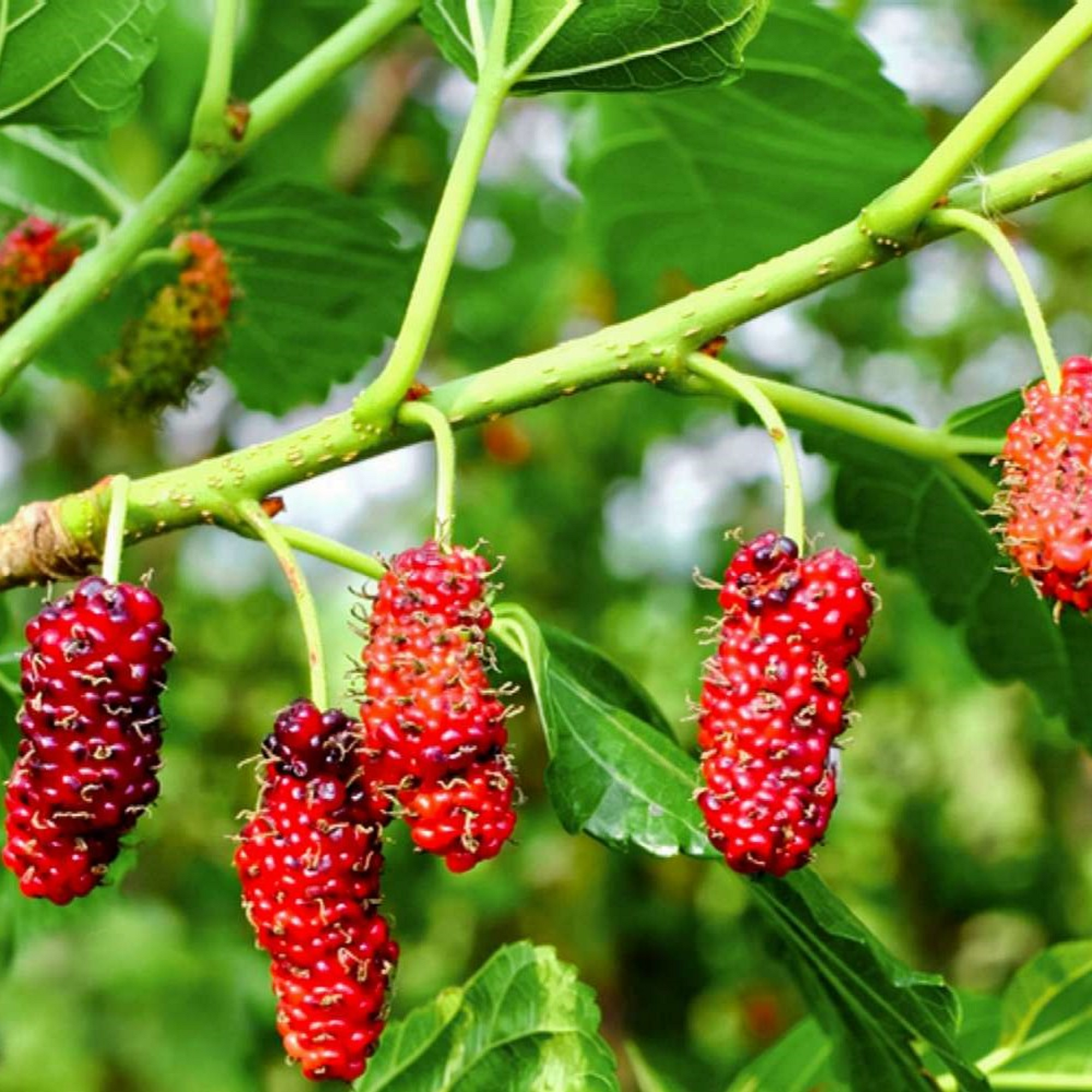 Red Mulberry - Fruit Bearing Unrooted Cuttings - Pre Order for May 2024