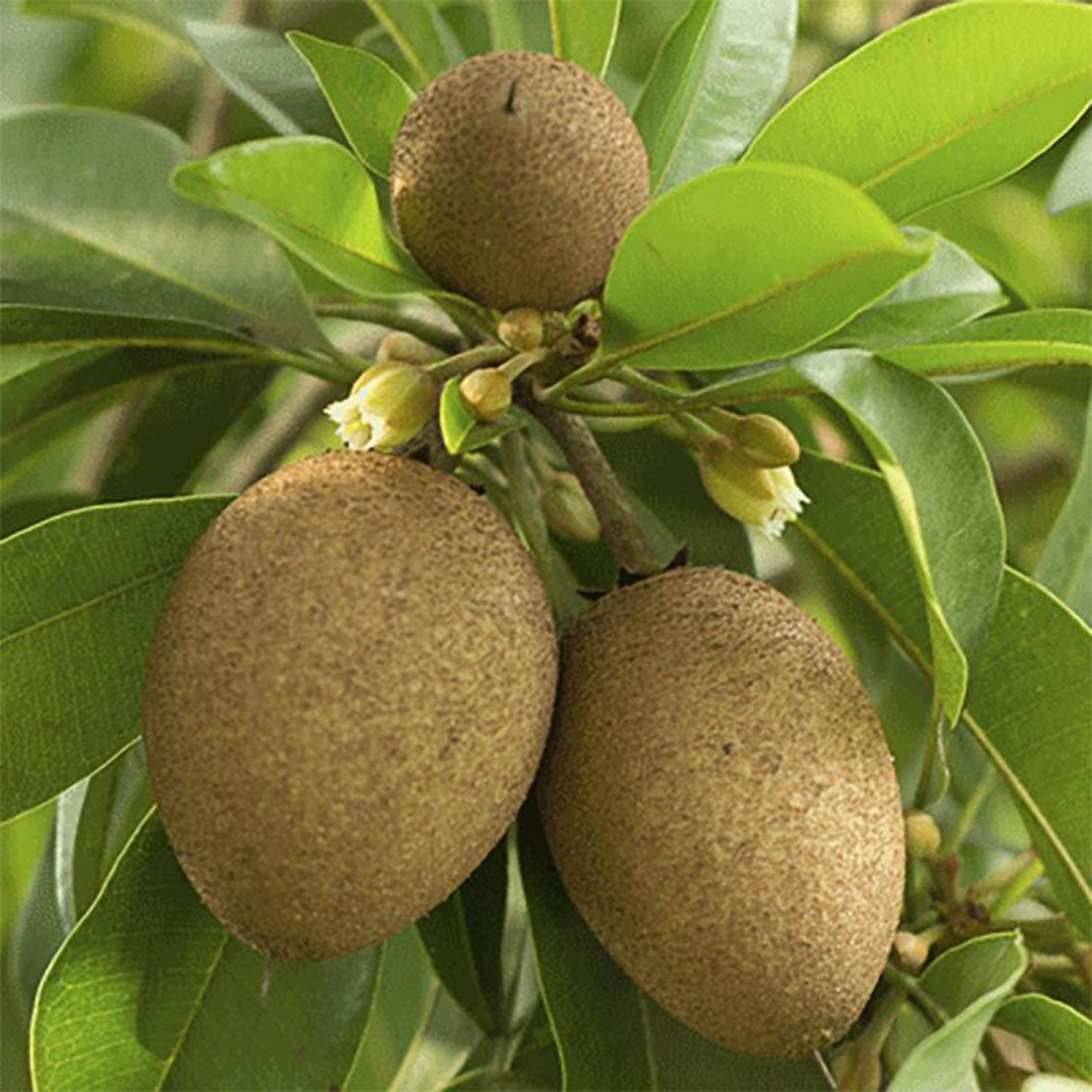 Sapodilla plant ( Pre-Order for May 2026 )