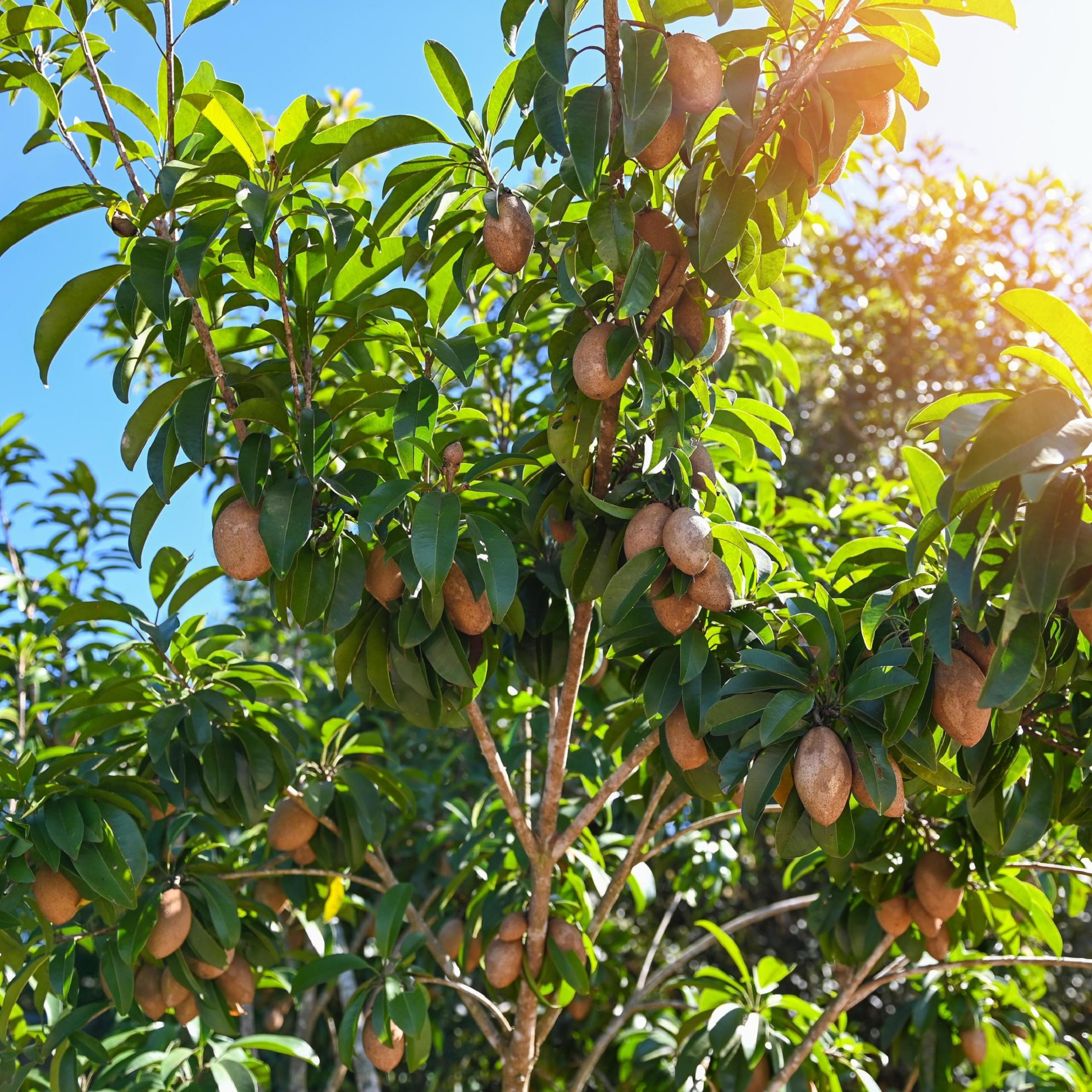 Sapodilla plant ( Pre-Order for May 2026 )