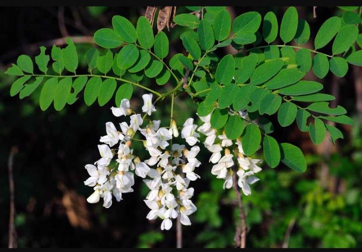 Moringa Plant ( Pre-Order for May 2026 )