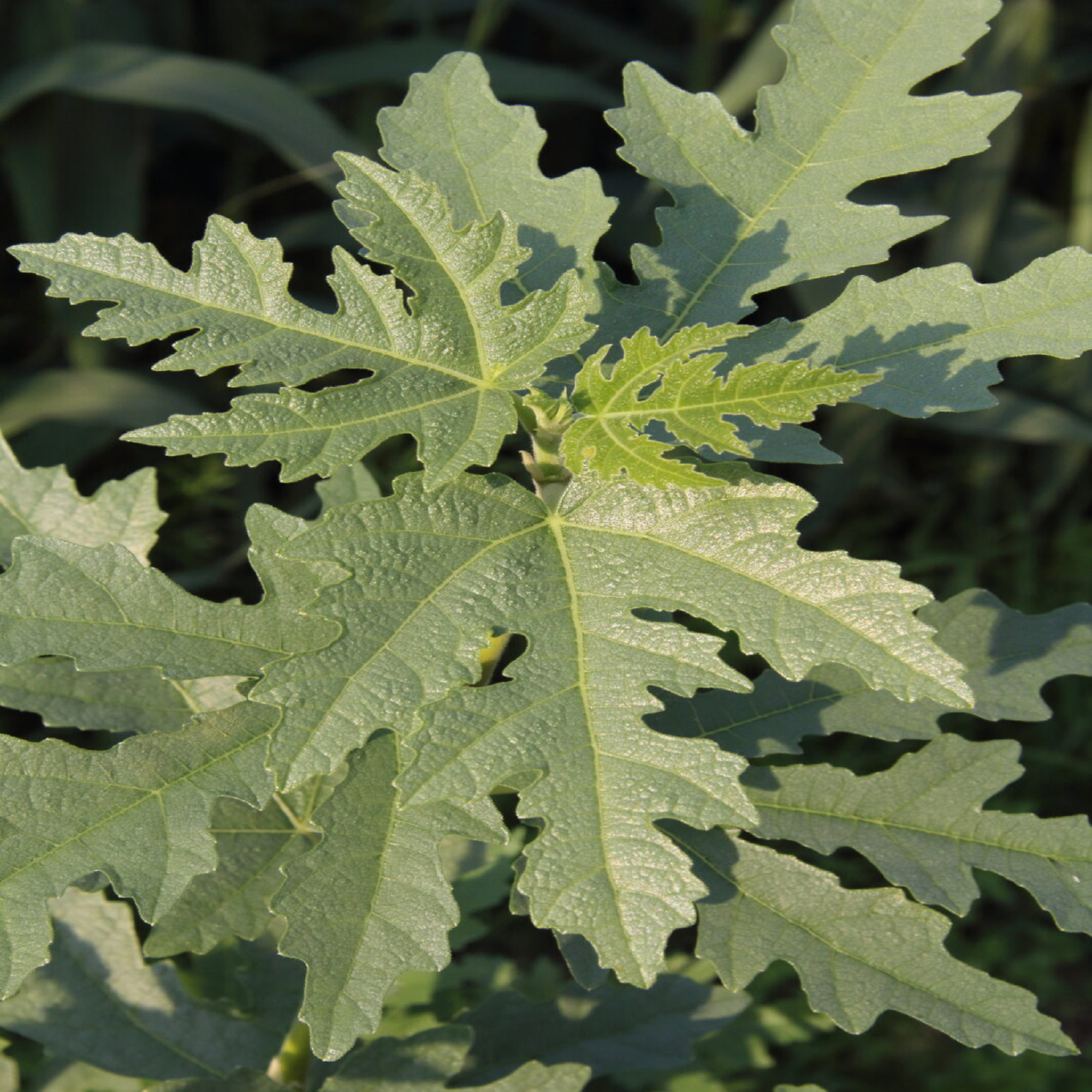 Silver Lyre Fig Tree - Unrooted Cuttings ( Buy 1 Get 1 Free ) ( Pre-Order for May 2026 )