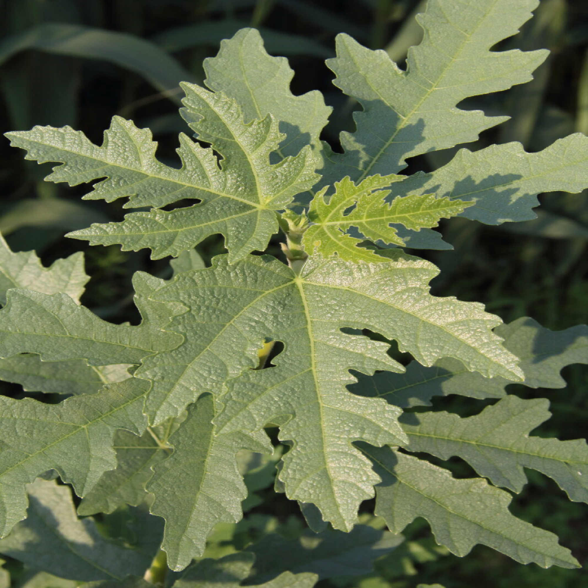 Silver Lyre Fig Tree - Unrooted Cuttings