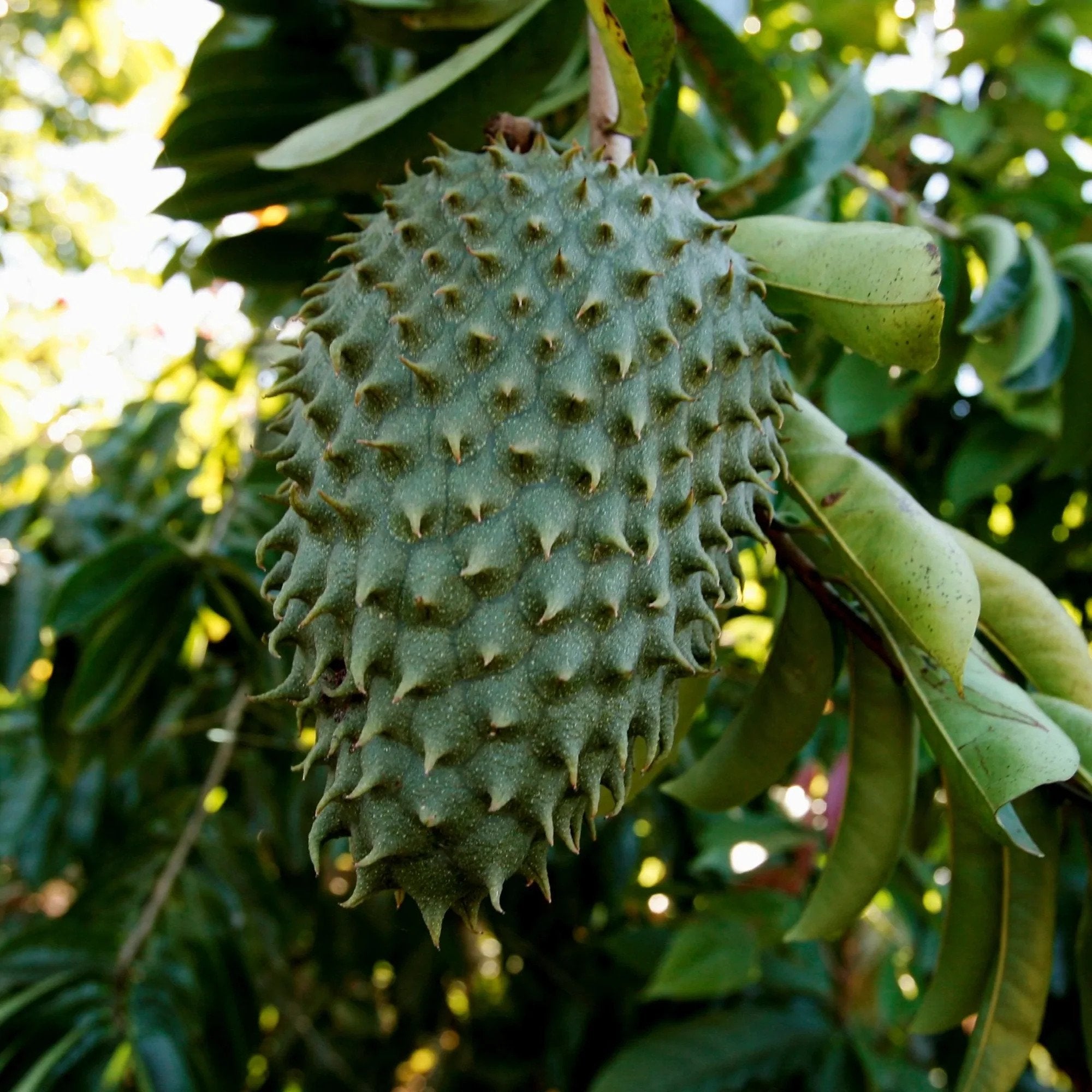 Soursop Plant ( Pre-Order for May 2026 )