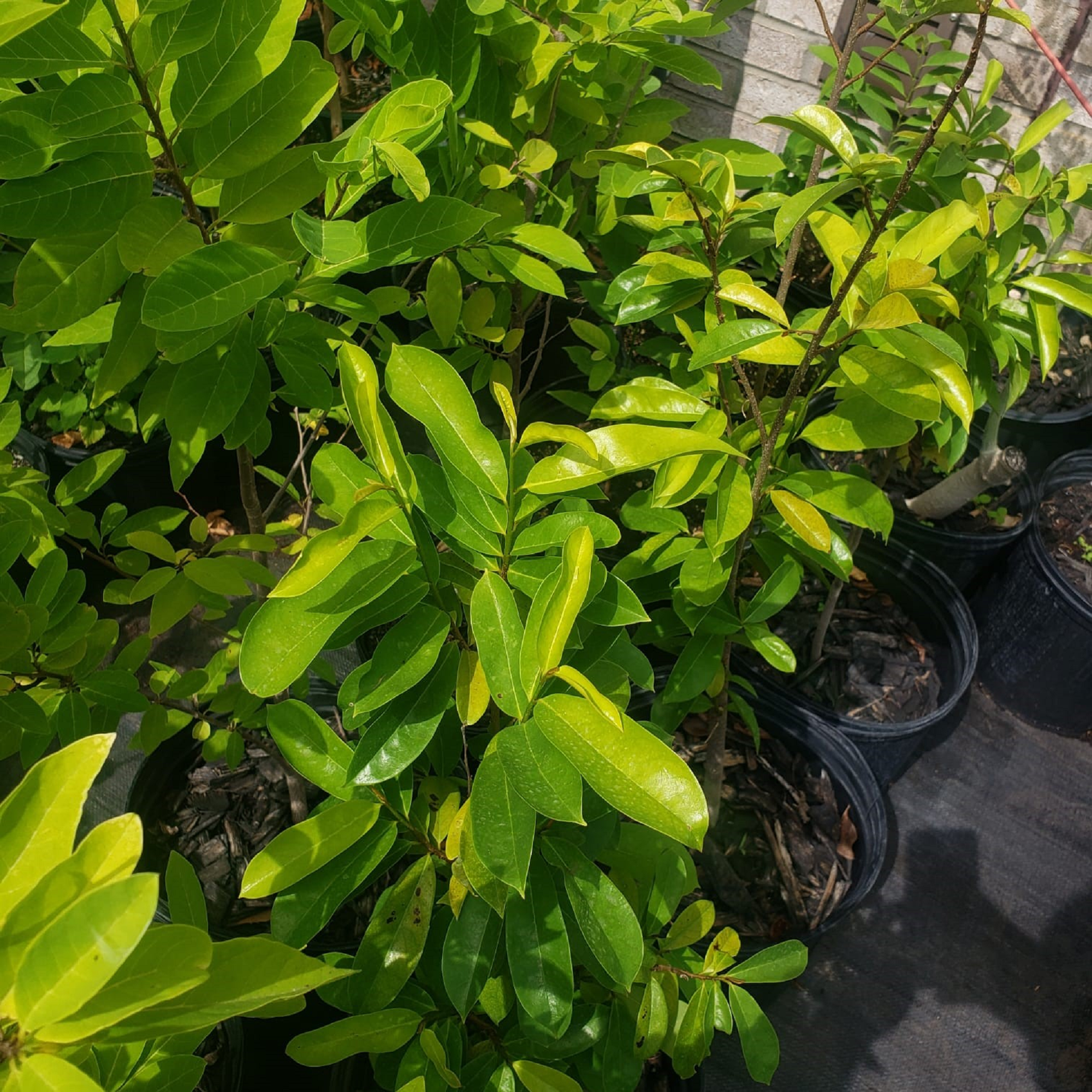 Soursop Plant ( Pre-Order for May 2026 )
