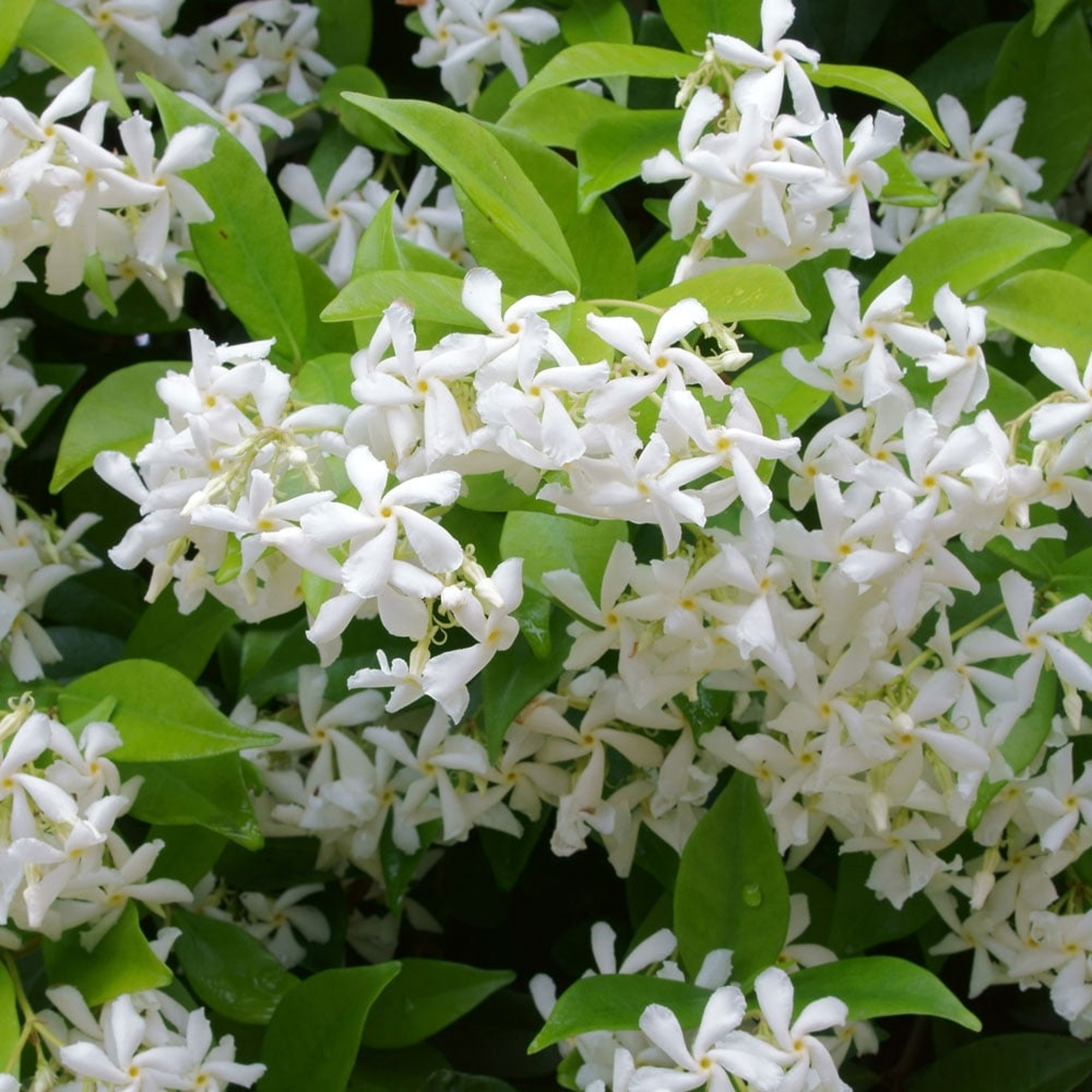 Star Jasmine Plant