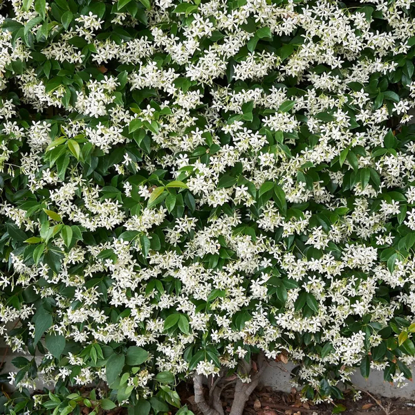 Star Jasmine Plant M M Nurseries