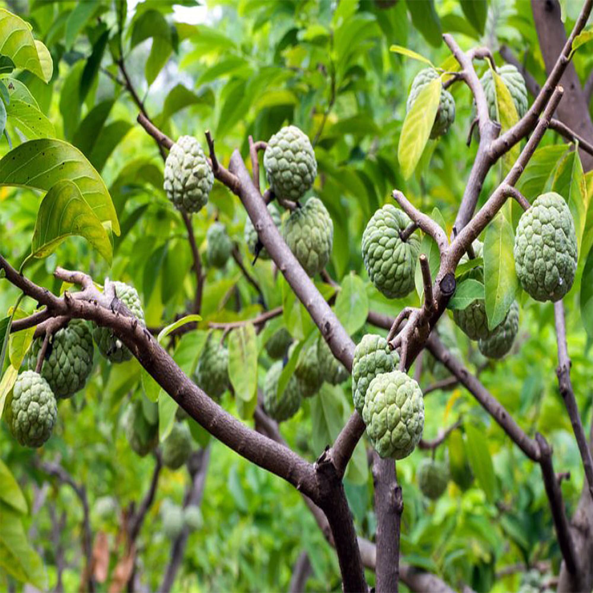 Sugar Apple Plant ( Buy 1 Get 1 Free ) ( Pre-Order for May 2026 )