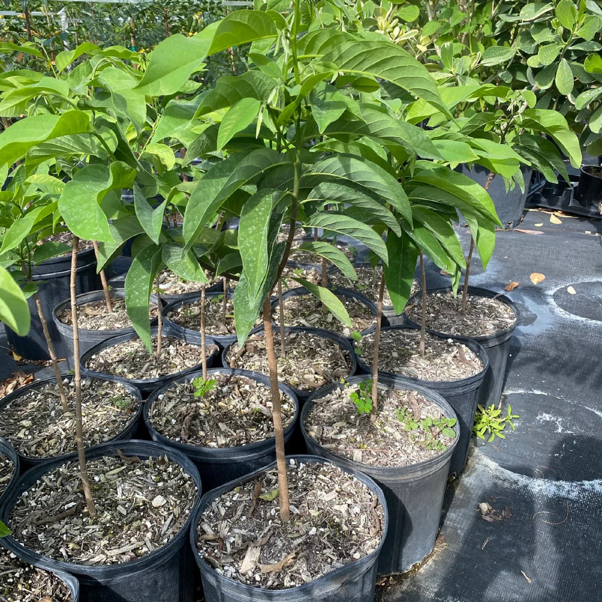 Sugar Apple Plant ( Buy 1 Get 1 Free ) ( Pre-Order for May 2026 )