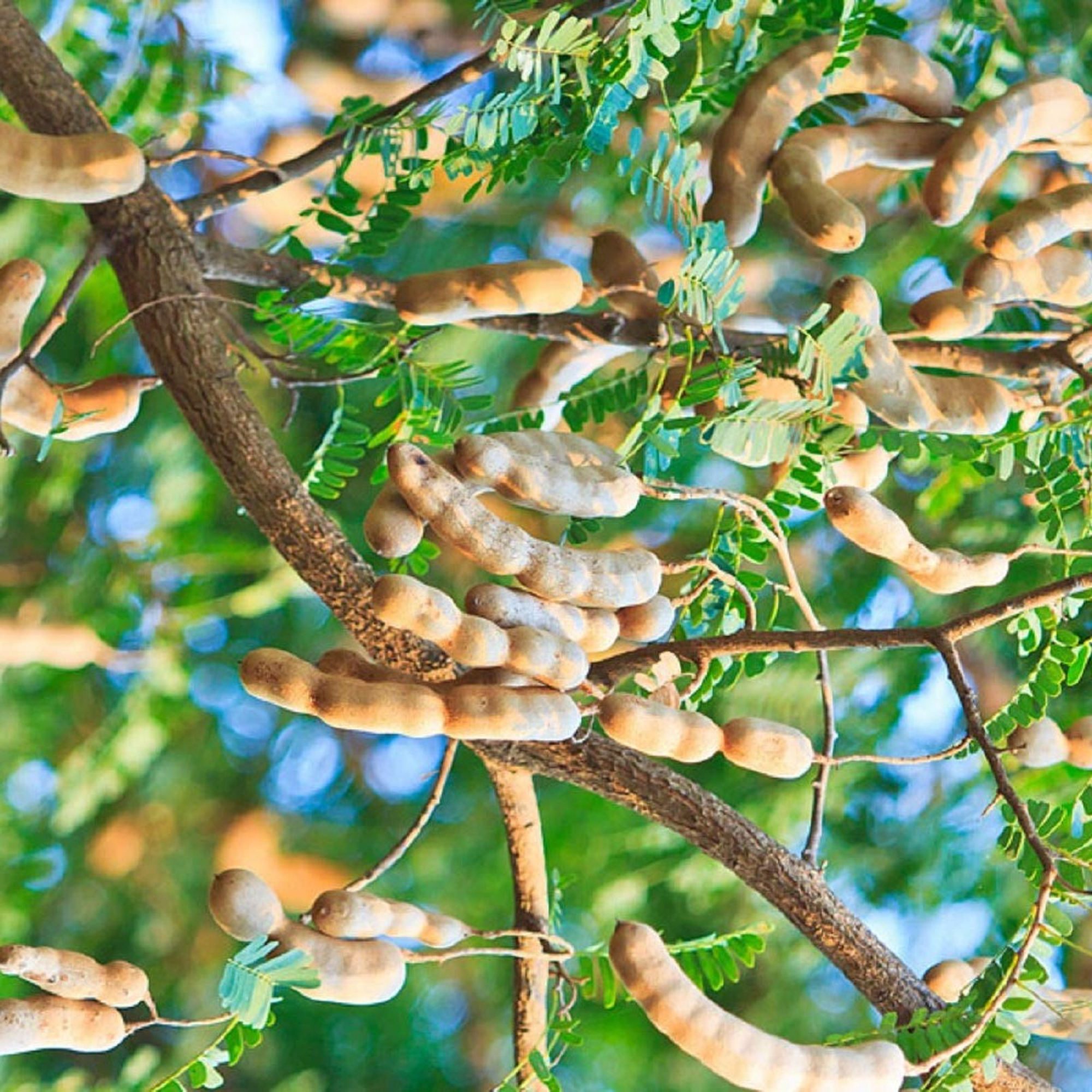 Sweet Tamarind Plant ( Pre-Order for May 2026 )
