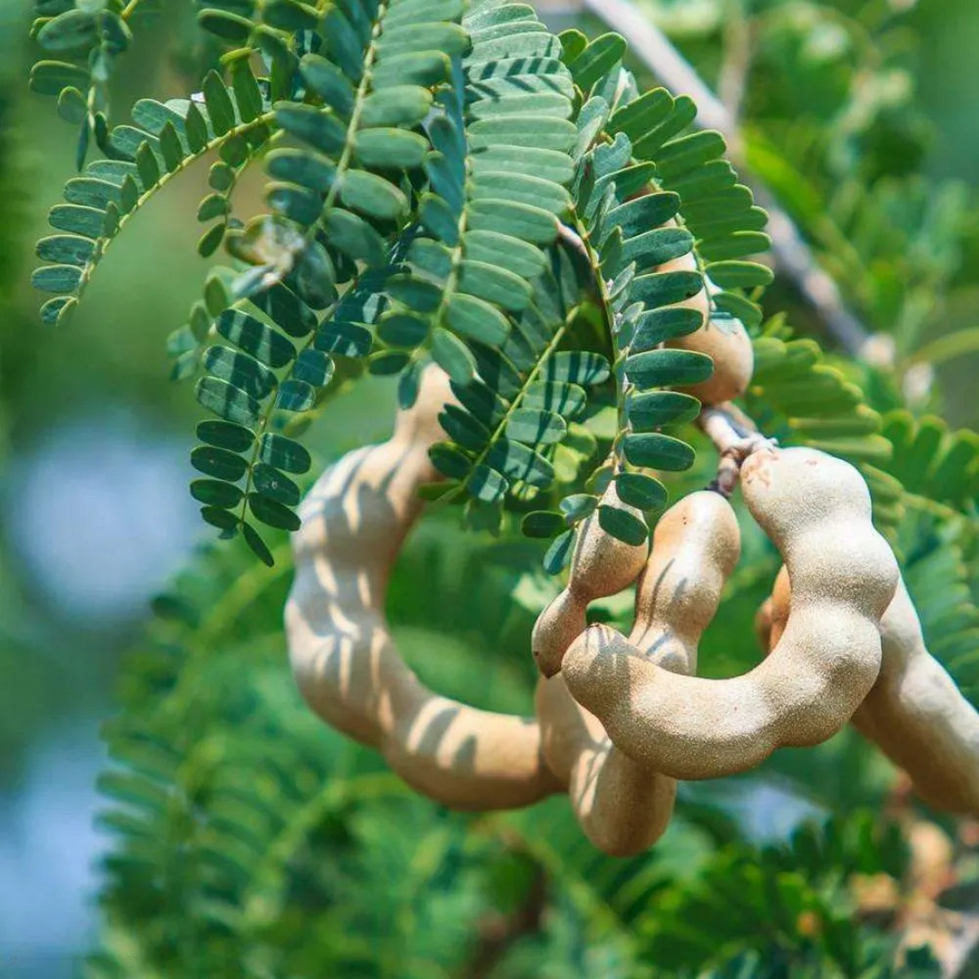 Sweet Tamarind Plant ( Pre-Order for May 2026 )