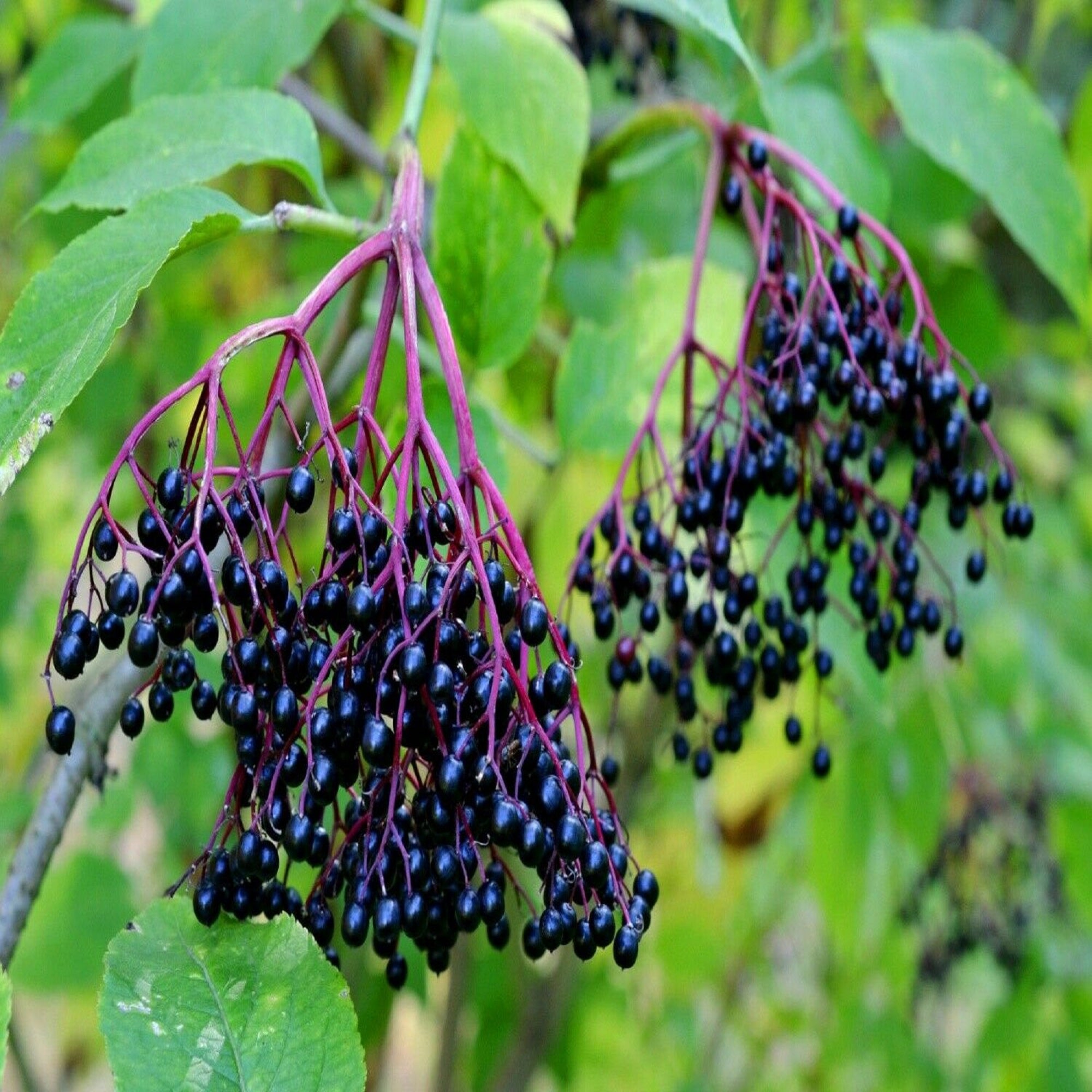 American Elderberry - Fruit Bearing Unrooted Cuttings ( Buy 1 Get 1 Free ) ( Pre-Order for May 2026 )