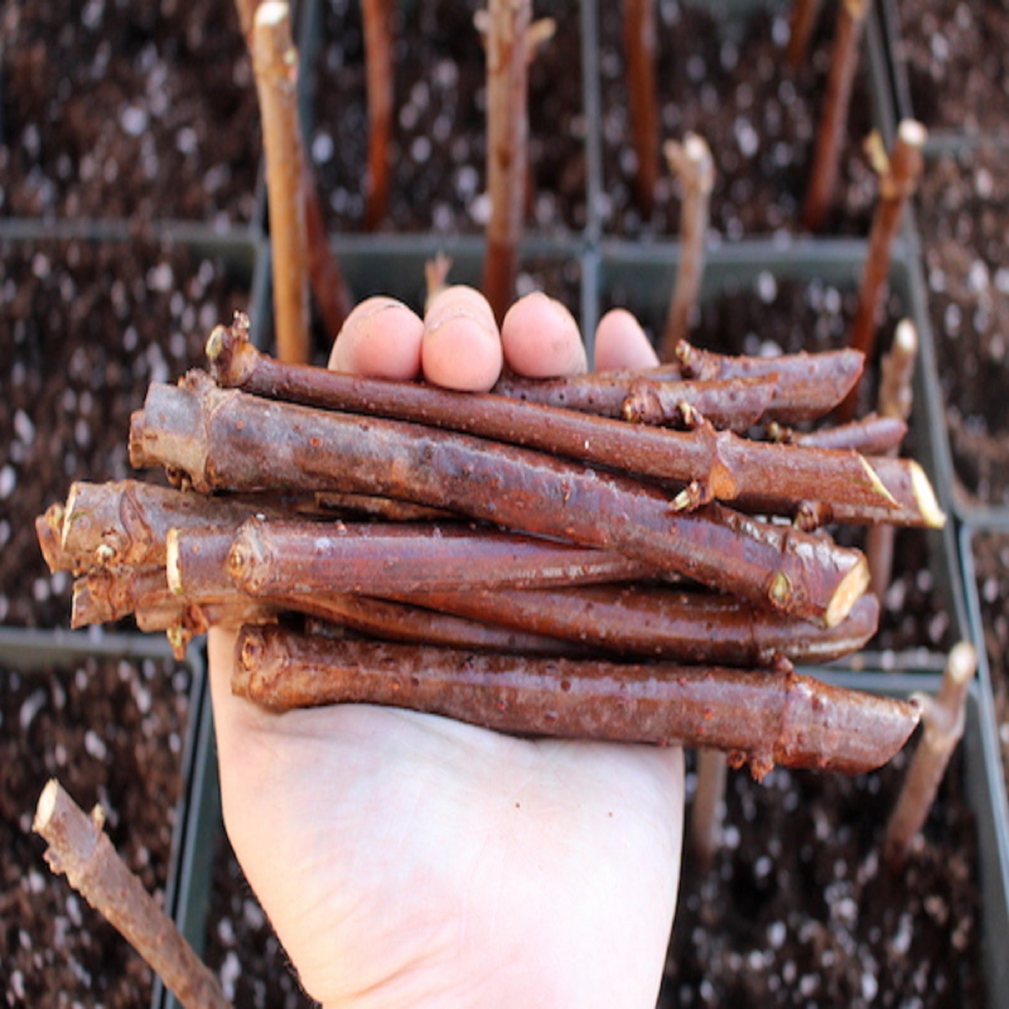 American Elderberry - Fruit Bearing Unrooted Cuttings ( Buy 1 Get 1 Free ) ( Pre-Order for May 2026 )