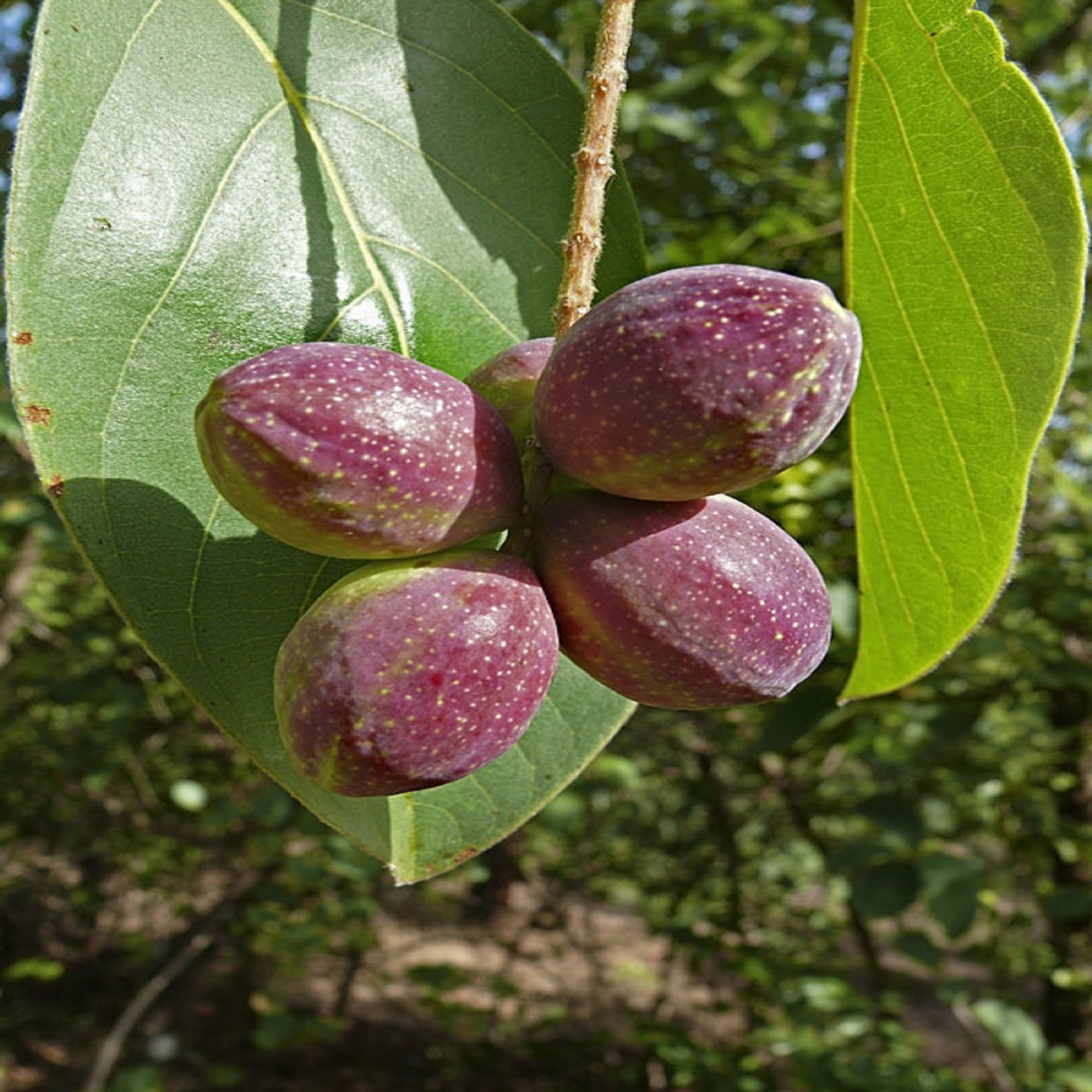 Tropical Almond Plant