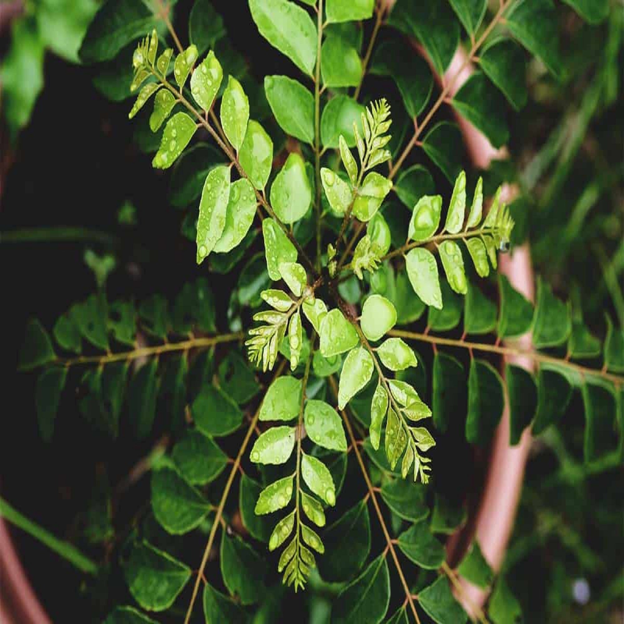 Curry Leaf Plant