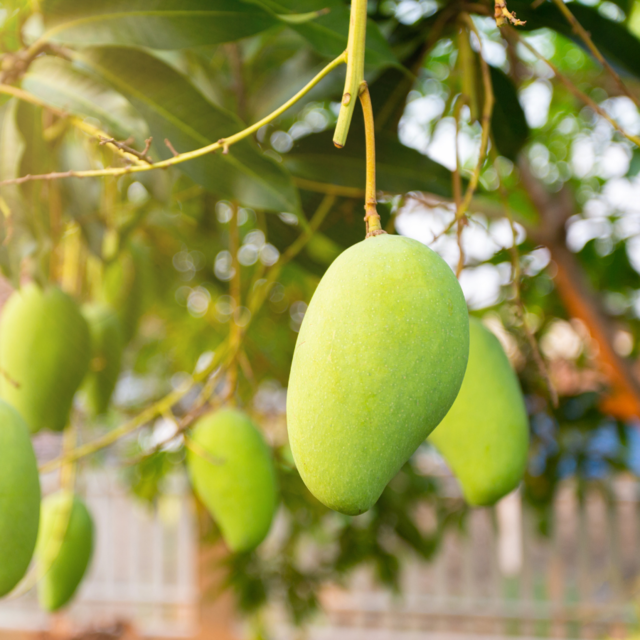 Manila Mango Seedlings ( Pre-Order for May 2026 )
