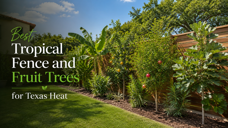 Best Tropical Fruit Trees for Texas Heat (Plus Fence & Privacy Picks for 2026)