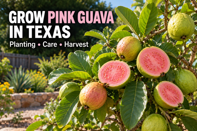 How to Grow Pink Guava in Texas Planting, Care, and Harvesting