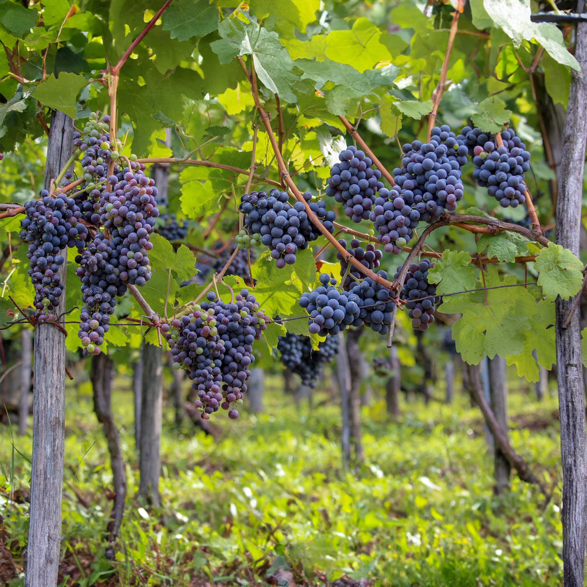 Black Vine Grape Plant - Pre-Order for May 2024