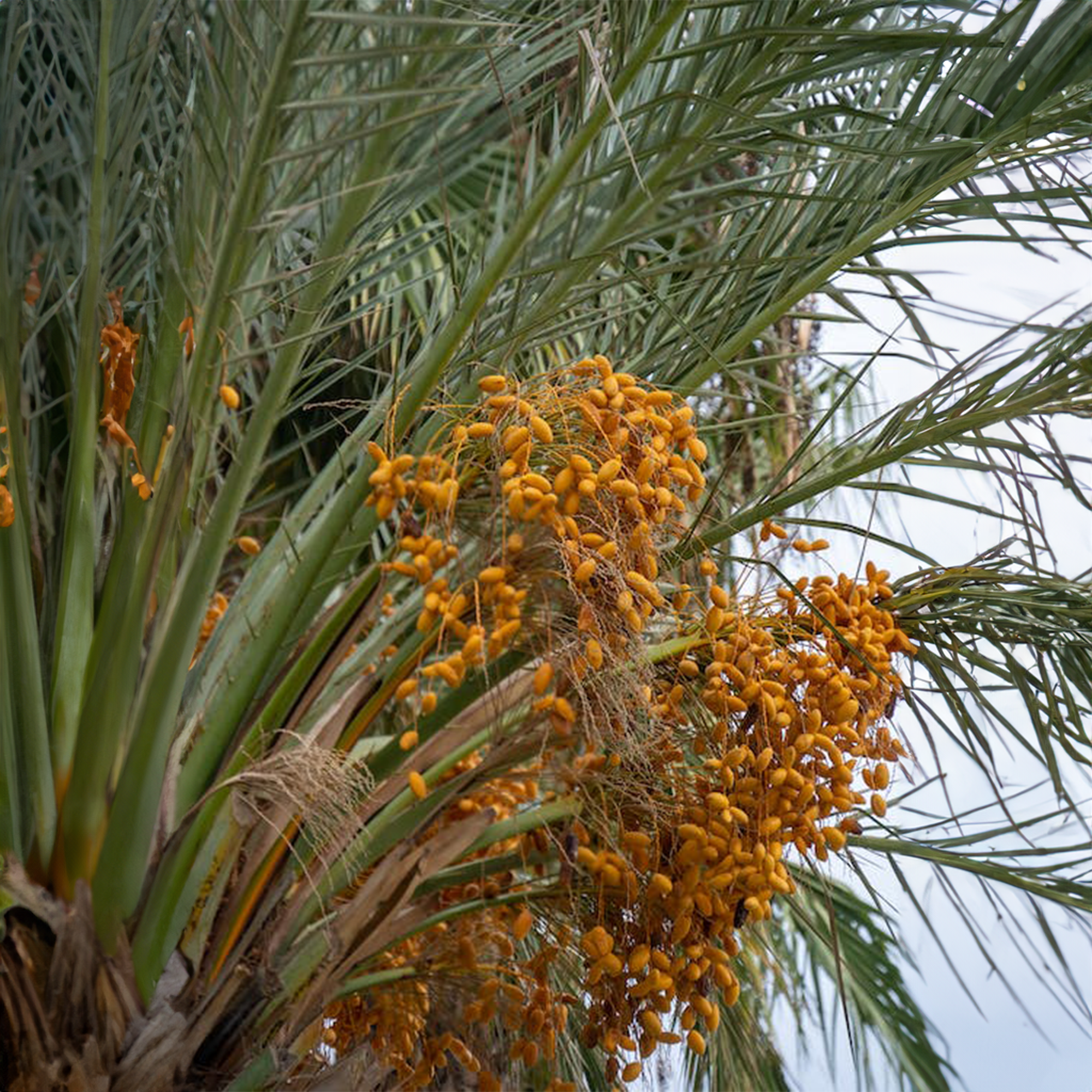 Ajwa Date Palm