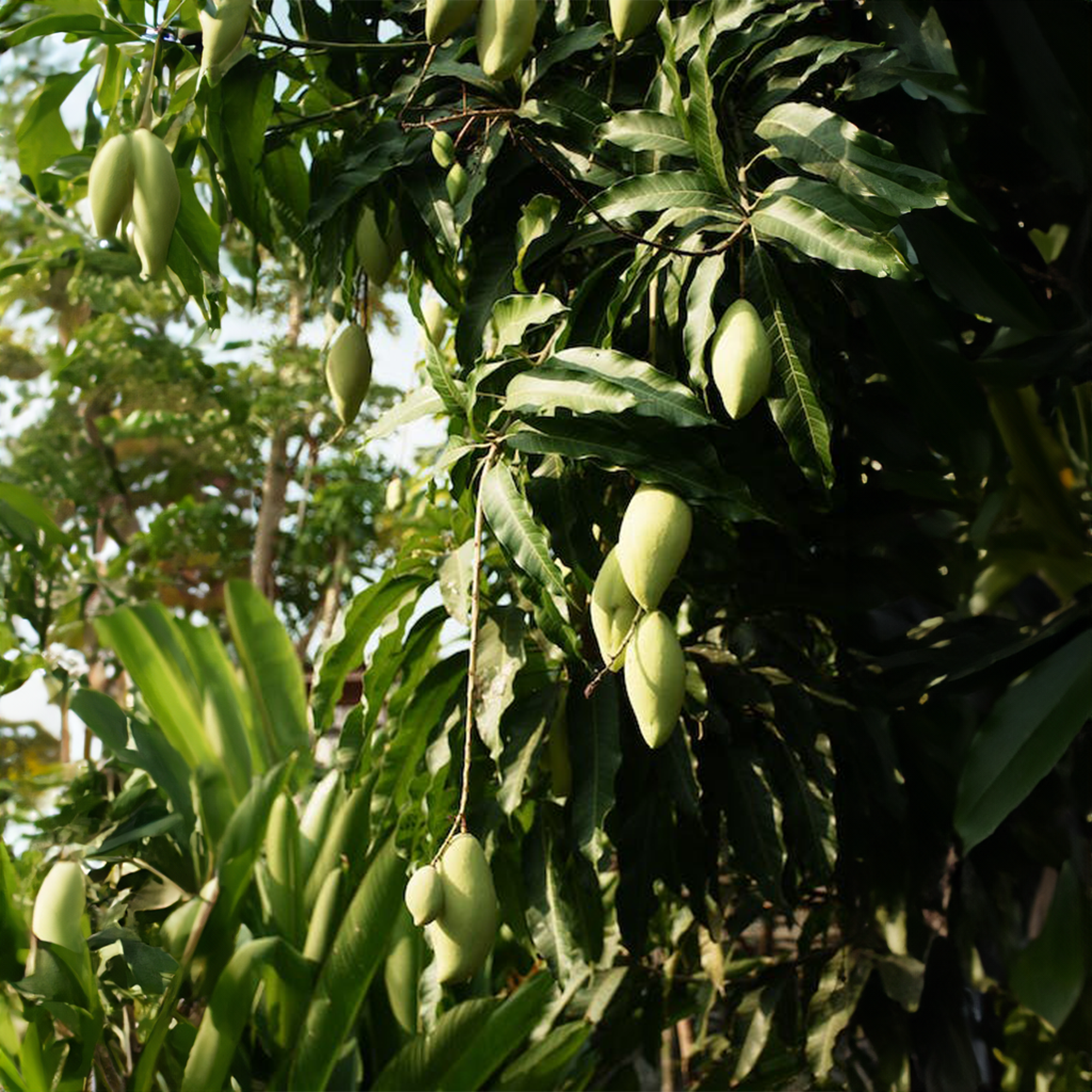 Ataulfo Mango Seedlings