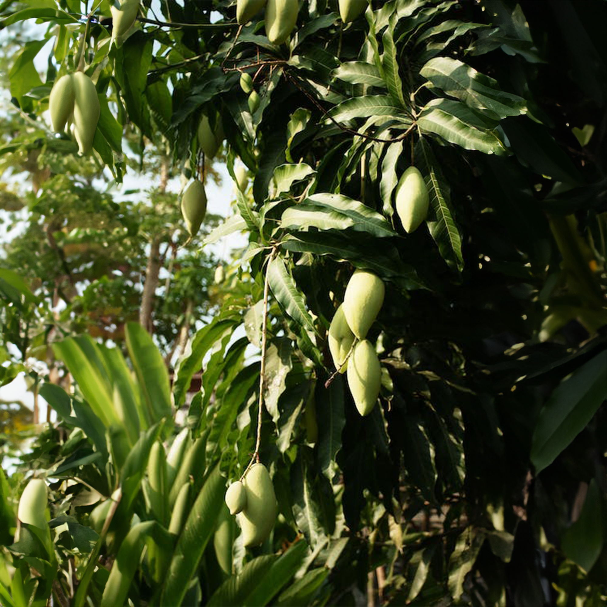 Ataulfo Mango Seedlings - Pre Order for April 2024