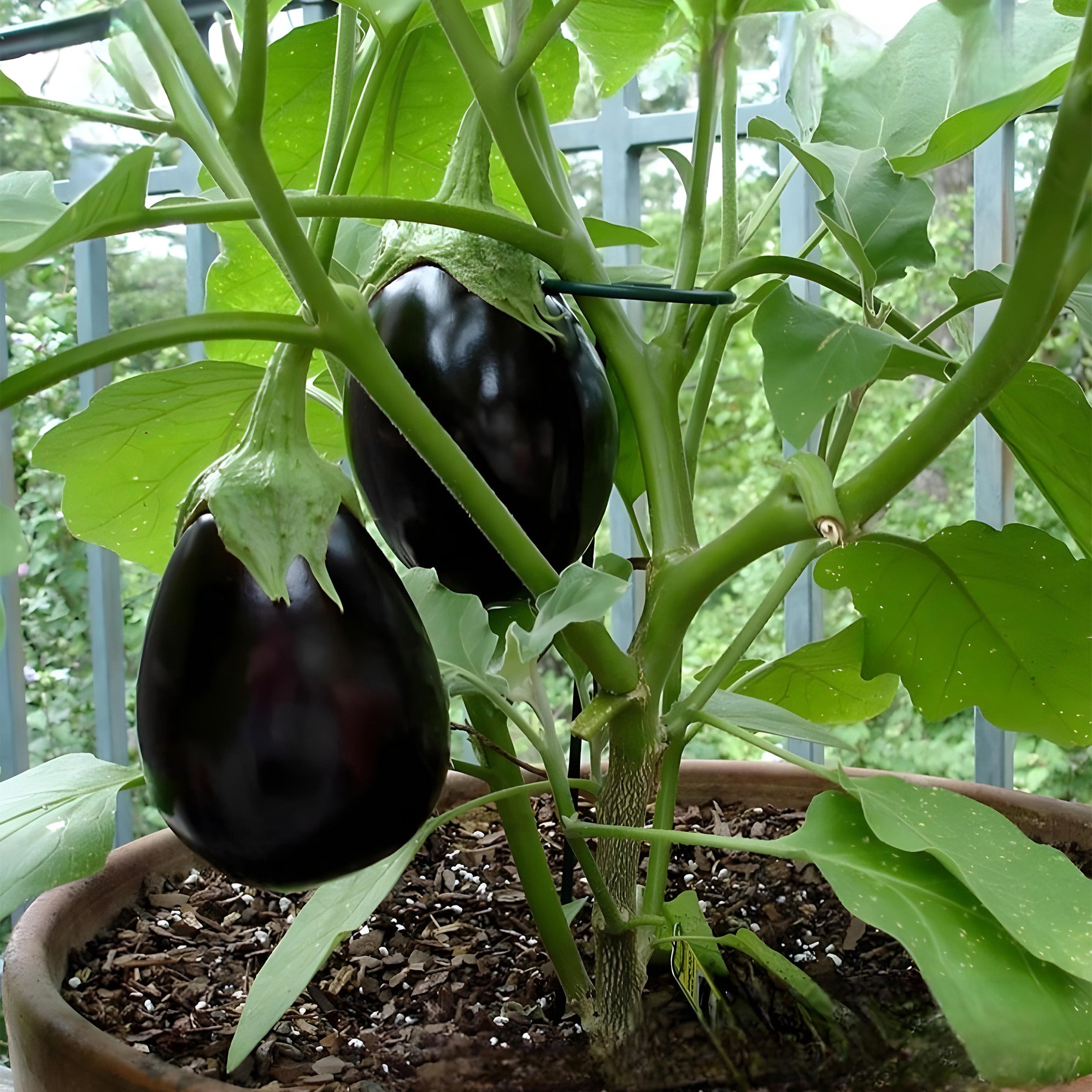 Black Beauty Eggplant ( Pre-Order for May 2026 )