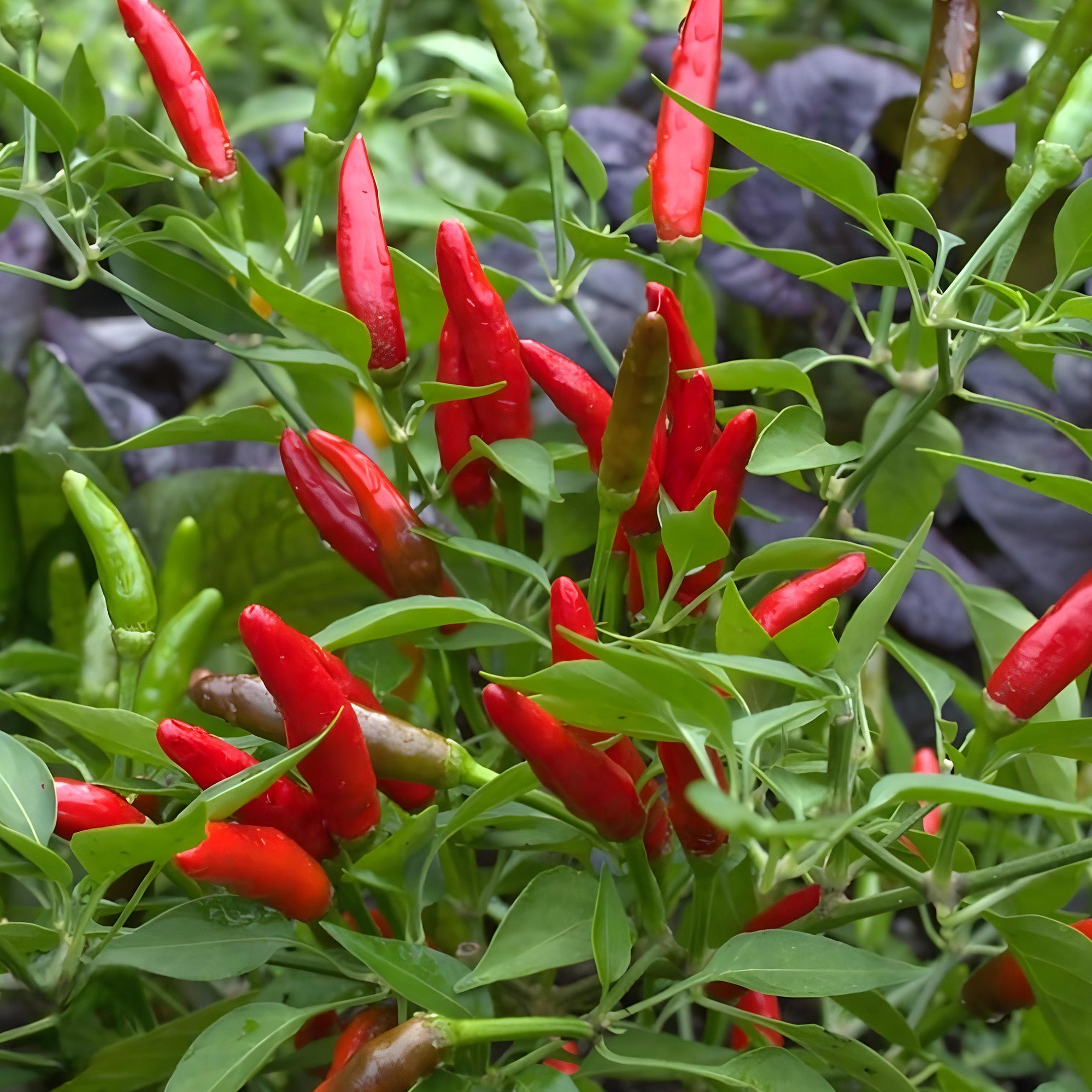 Garden Bird Thai Pepper (Hot Pepper) ( Pre-Order for May 2026 )